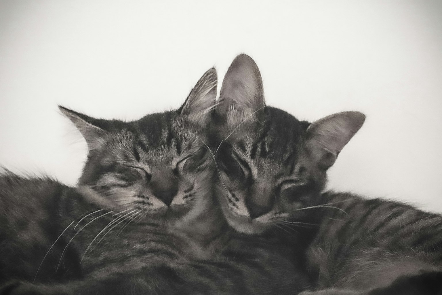 Dua kucing saling berpelukan dalam foto hitam putih