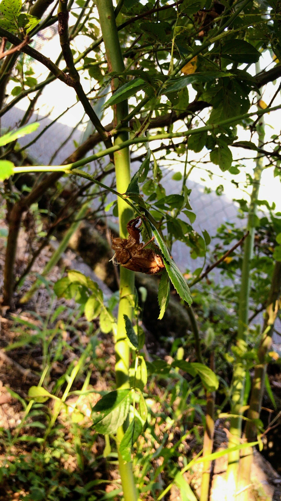 木の枝に付いた茶色い実と葉のある林の下草