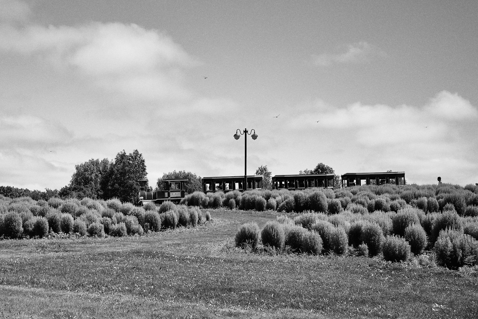 Black and white landscape photo featuring grassy fields and low shrubs with an old building in the background