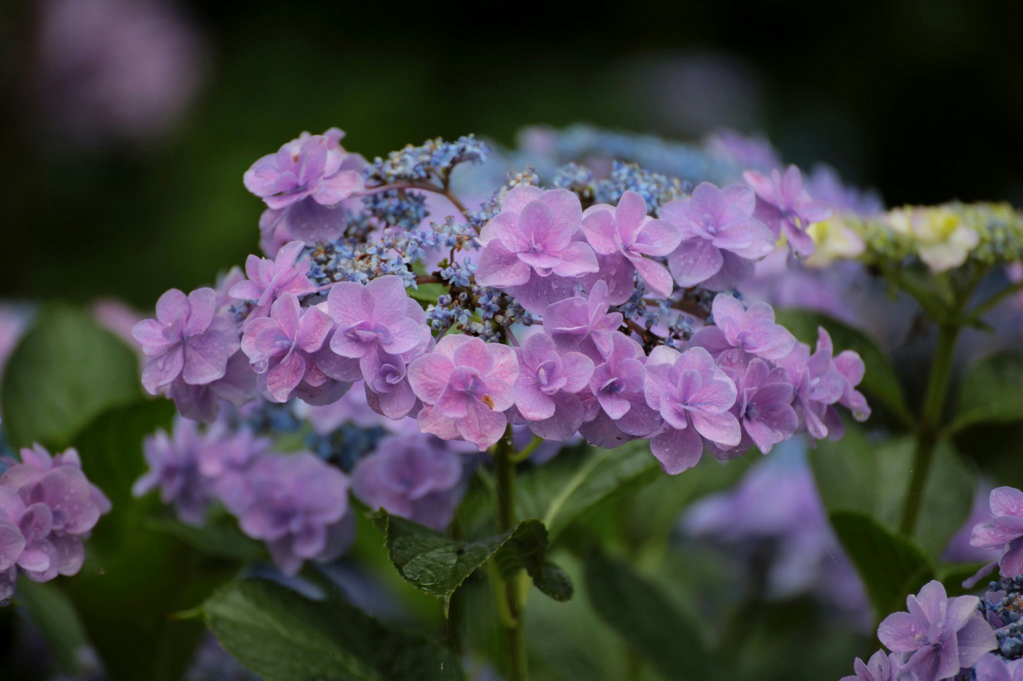 紫のアジサイの花のクローズアップ