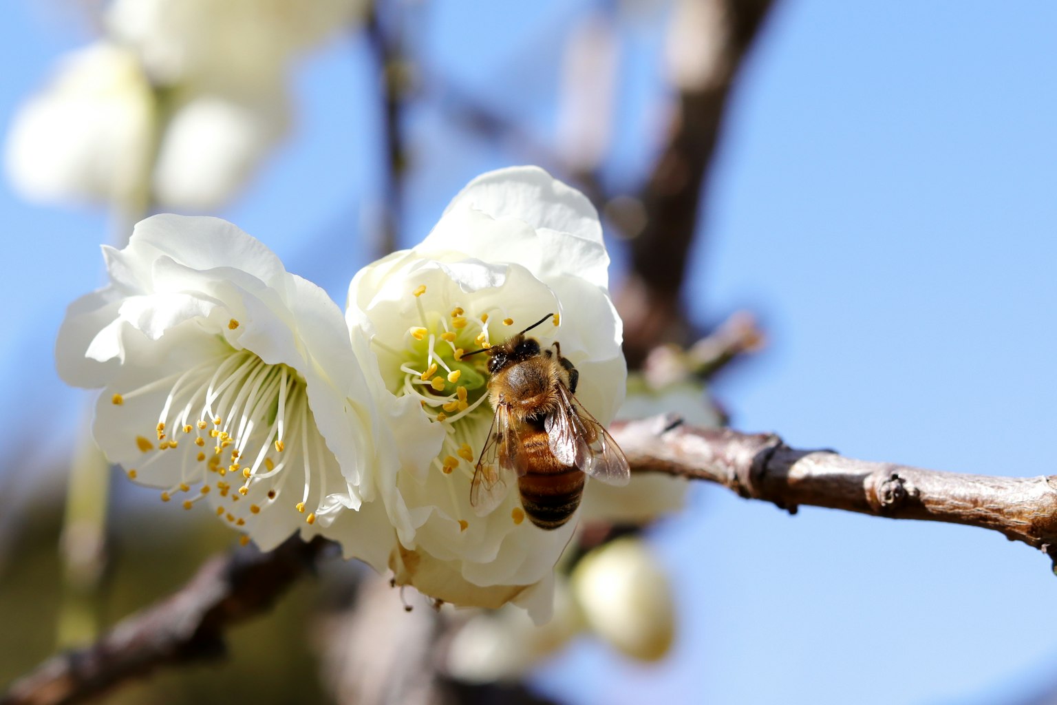 Una abeja recolectando néctar de una flor blanca contra un cielo azul
