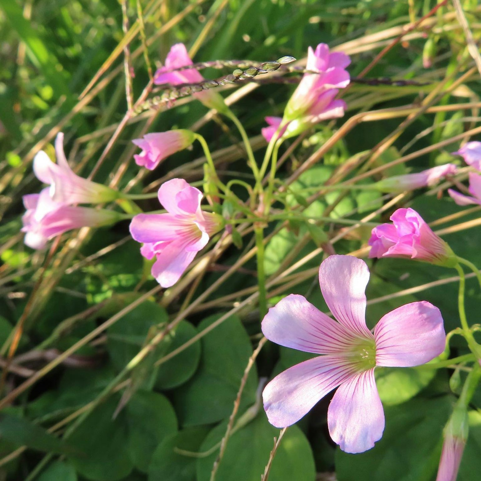 Fiori rosa che sbocciano su uno sfondo verde con erba sottile