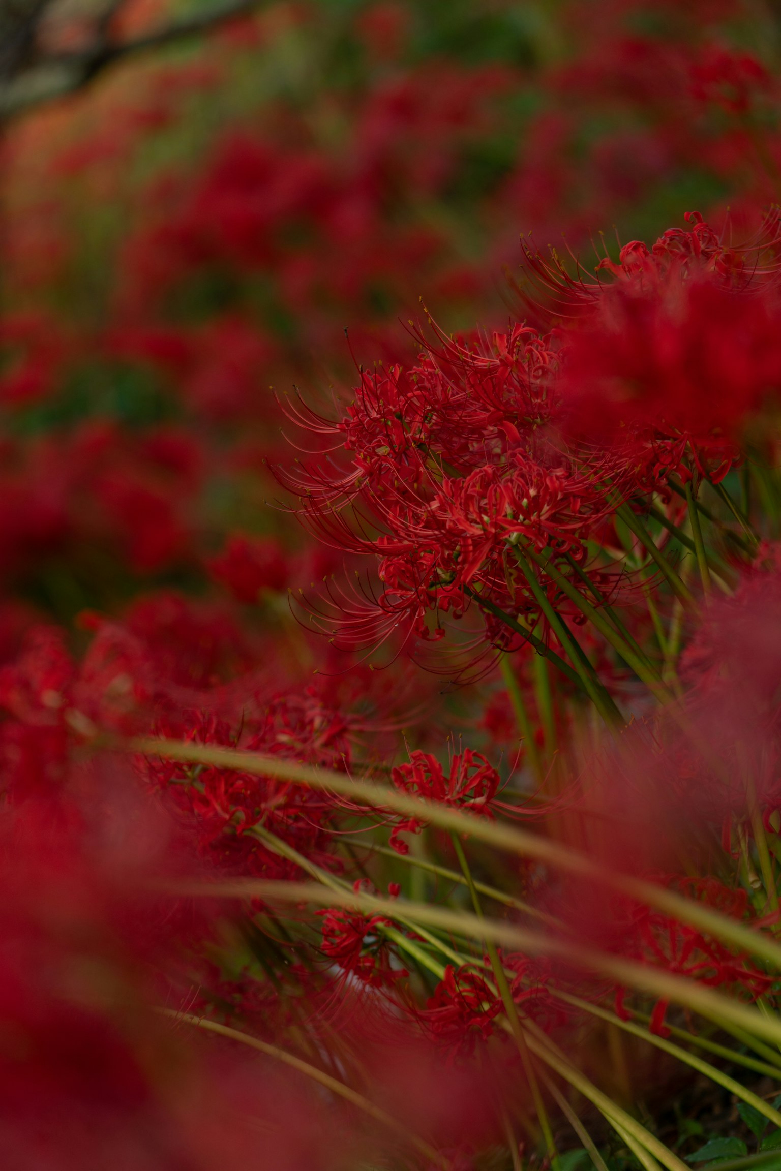 A field of vibrant red flowers with a blurred background