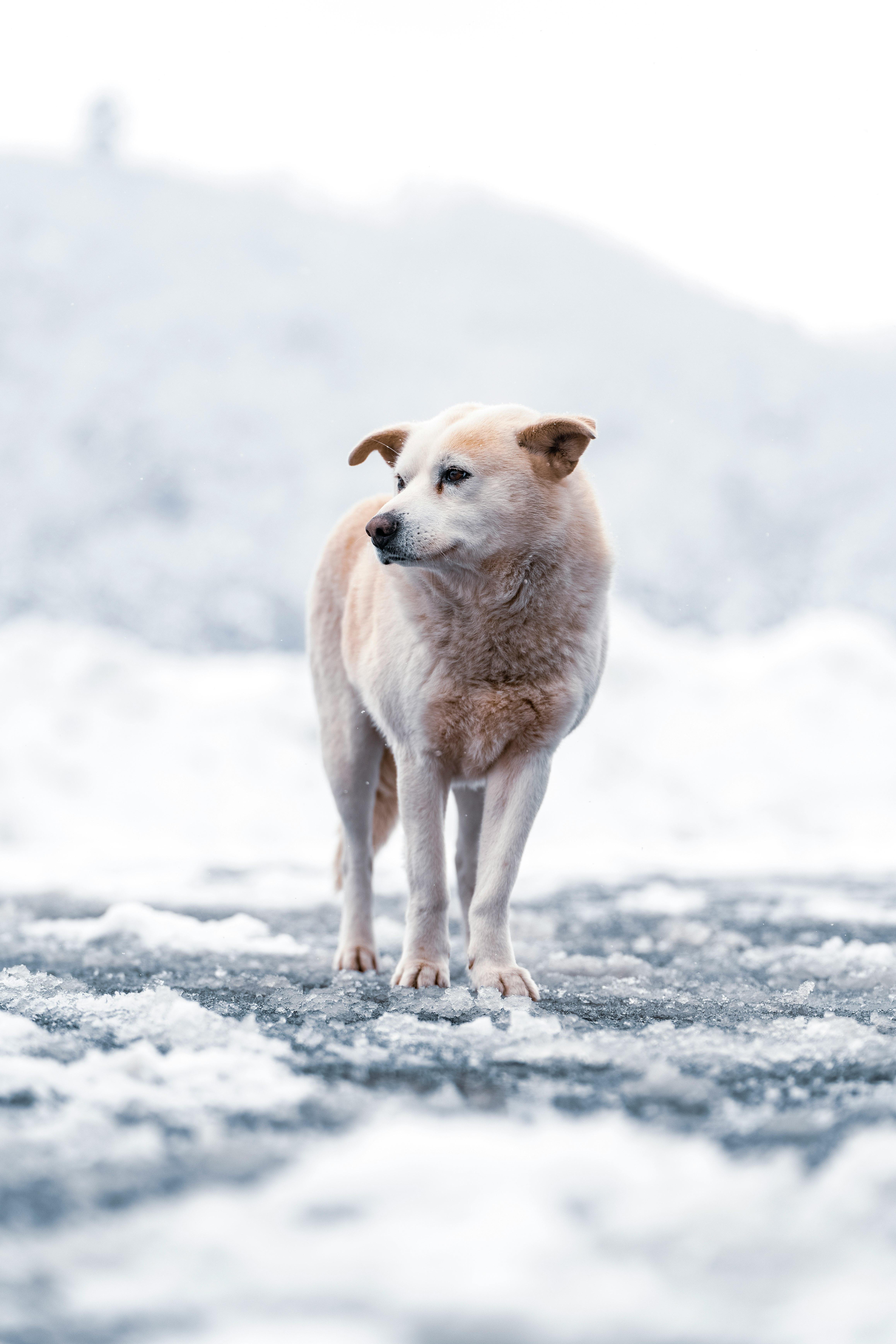 Dog standing in snow with a soft fur coat