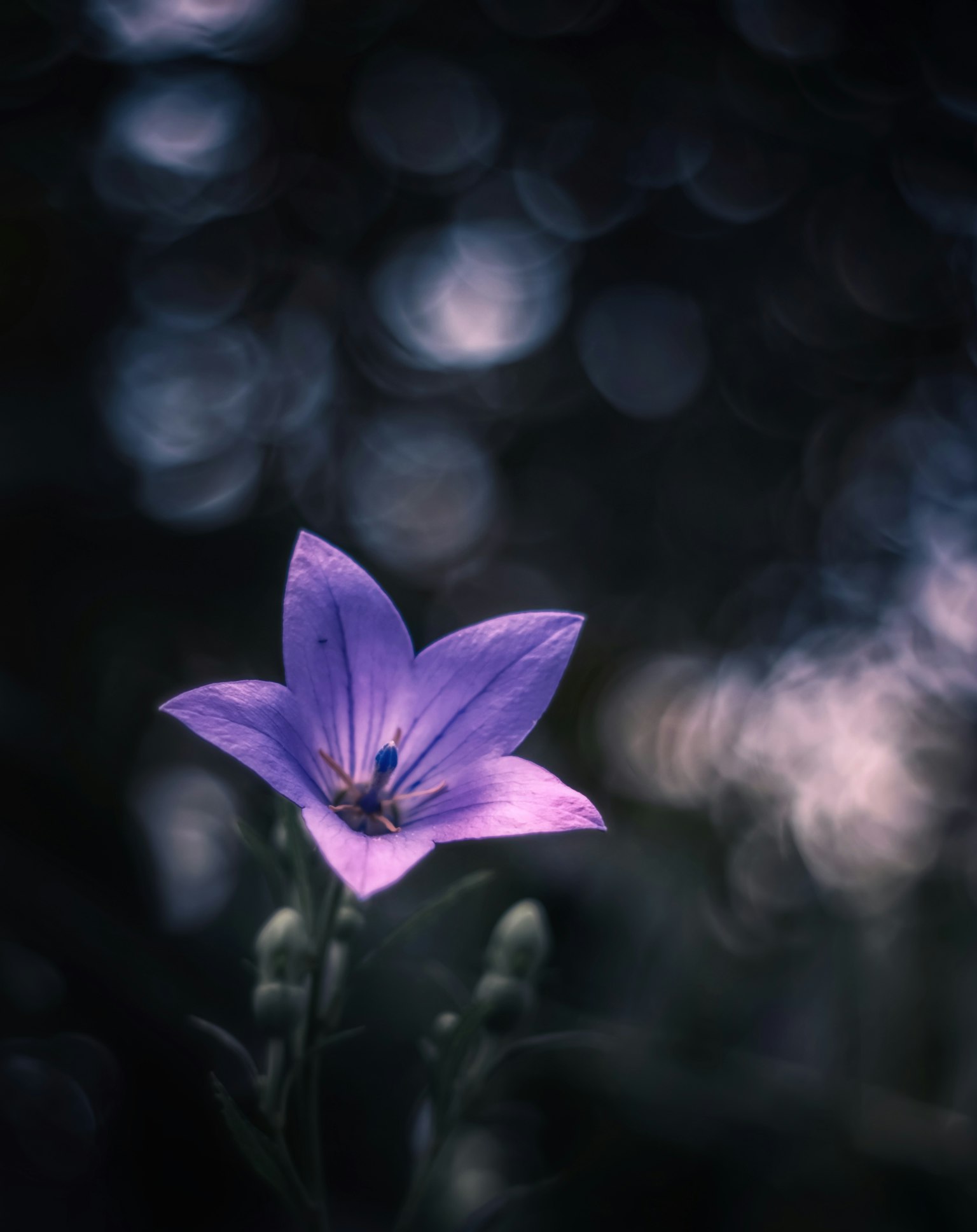 Une belle image d'une fleur violette se détachant sur un fond sombre
