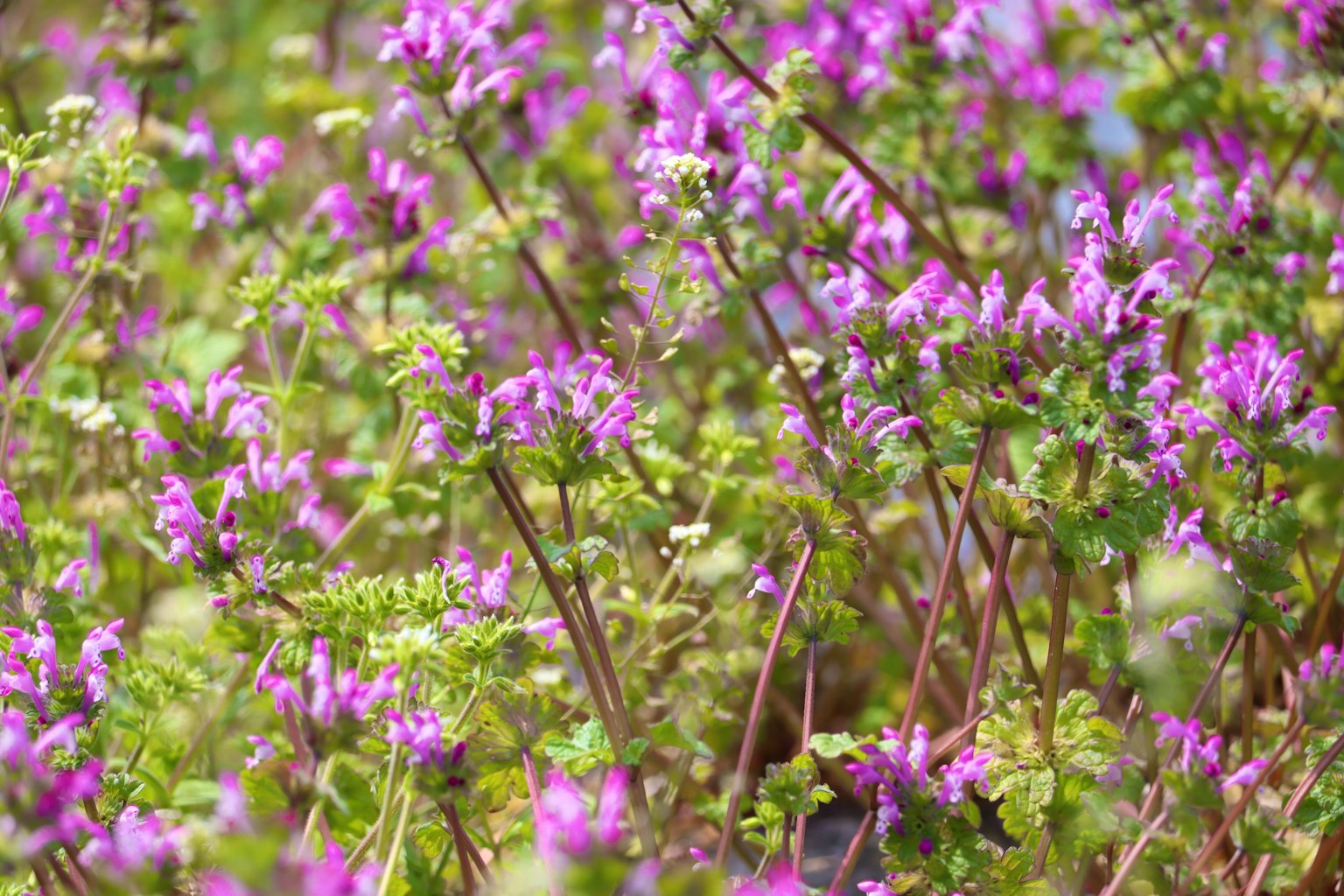 Close-up of a meadow filled with purple flowers