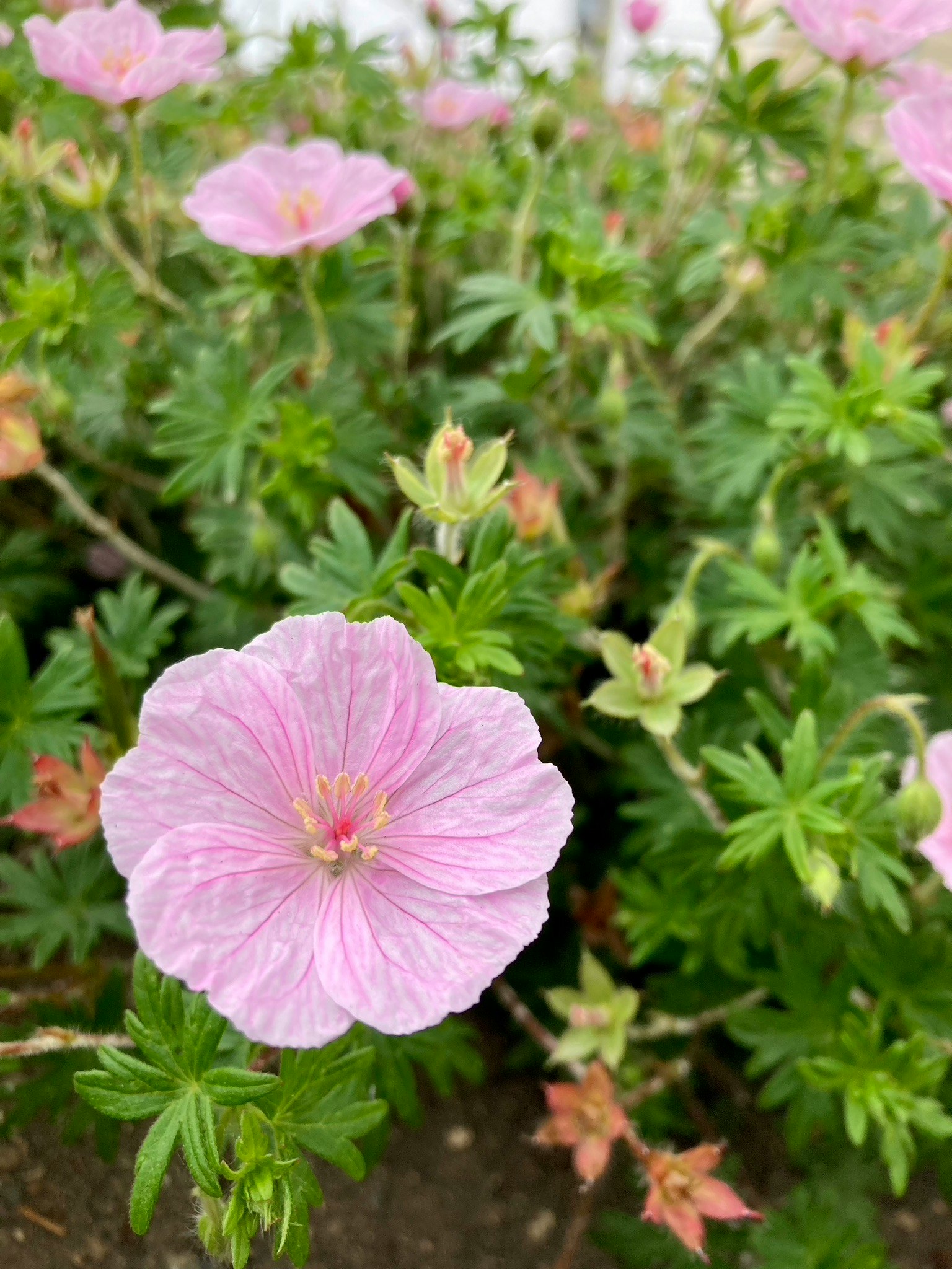 ピンクのフウロソウ科の花が咲く庭の花壇