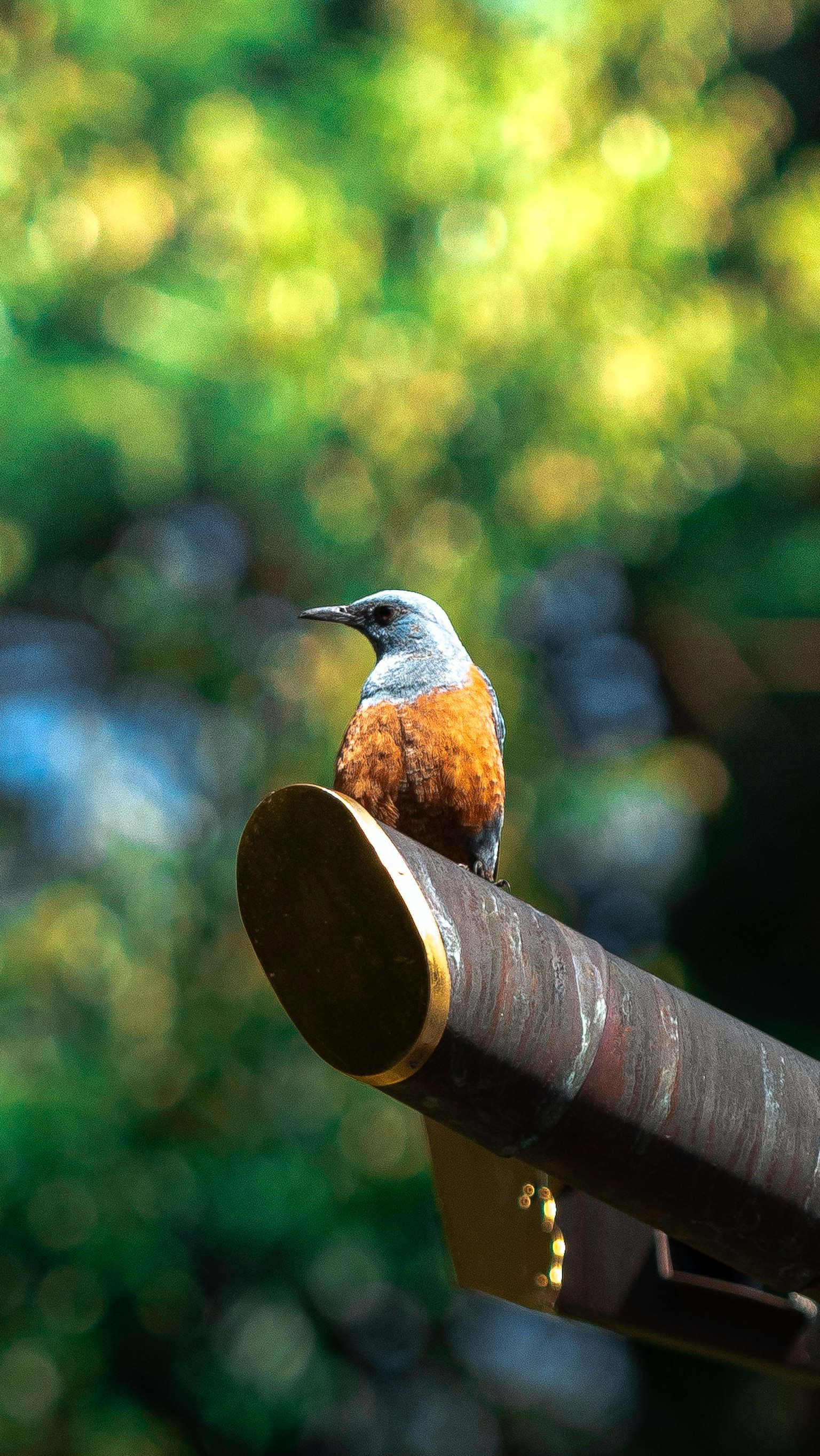 Un pájaro con plumas azules y un pecho naranja posado en una rama