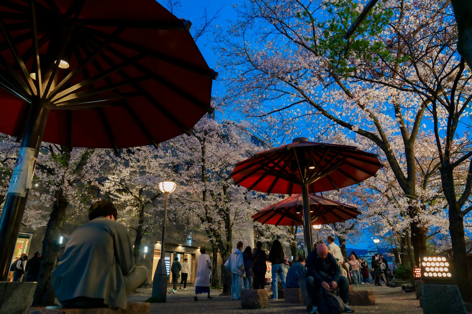 公園夜景櫻花盛開人們聚集在紅傘下