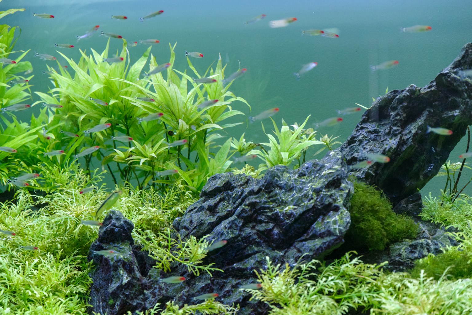 Pemandangan akuarium dengan tanaman hijau subur dan struktur berbatu