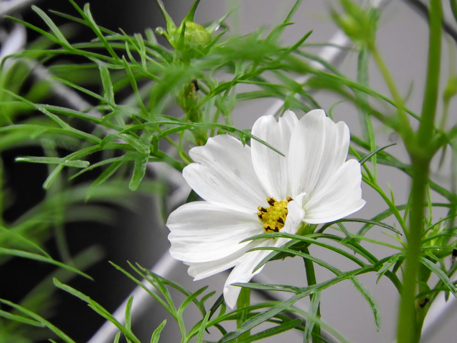 Close-up of a white cosmos flower surrounded by green foliage