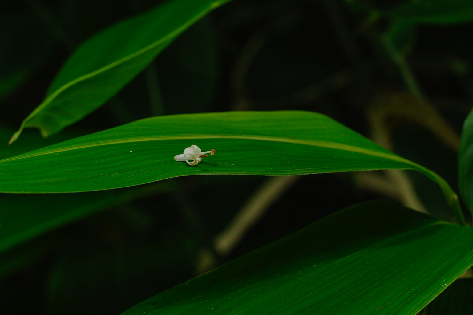 Un piccolo insetto bianco su una foglia verde