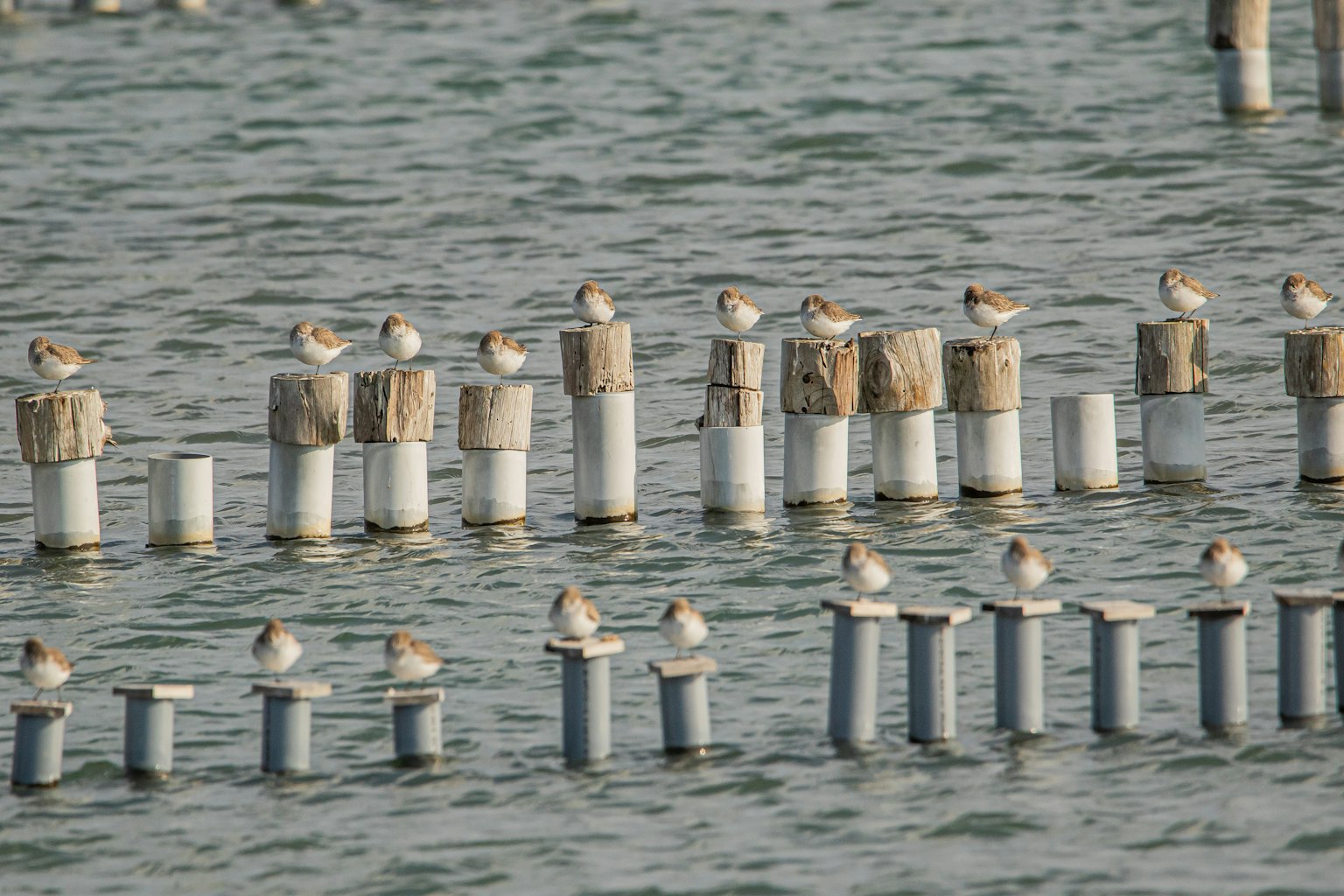 Un gruppo di piccoli uccelli riuniti su pali sopra la superficie dell'acqua