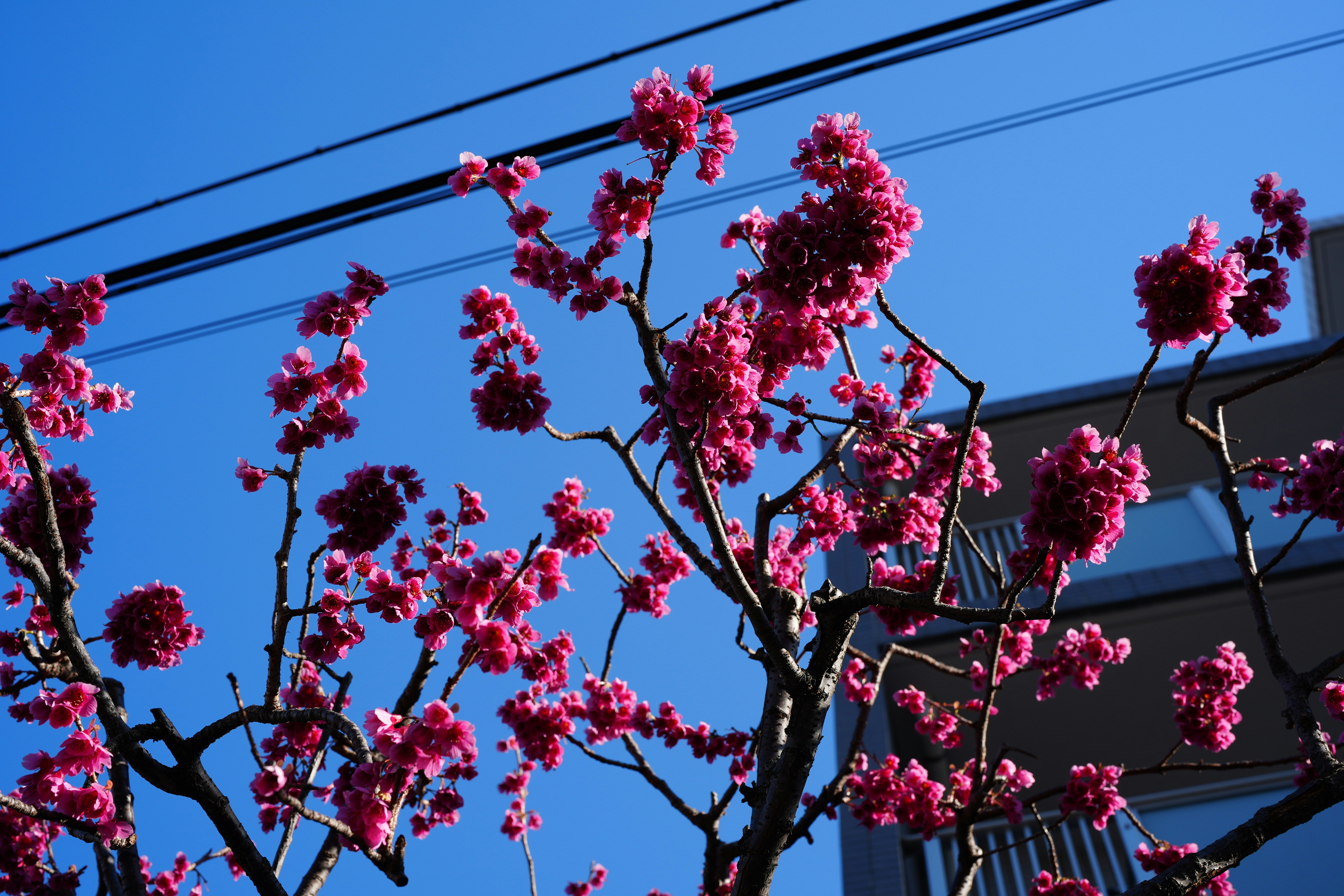 青空の下で咲く鮮やかなピンクの花