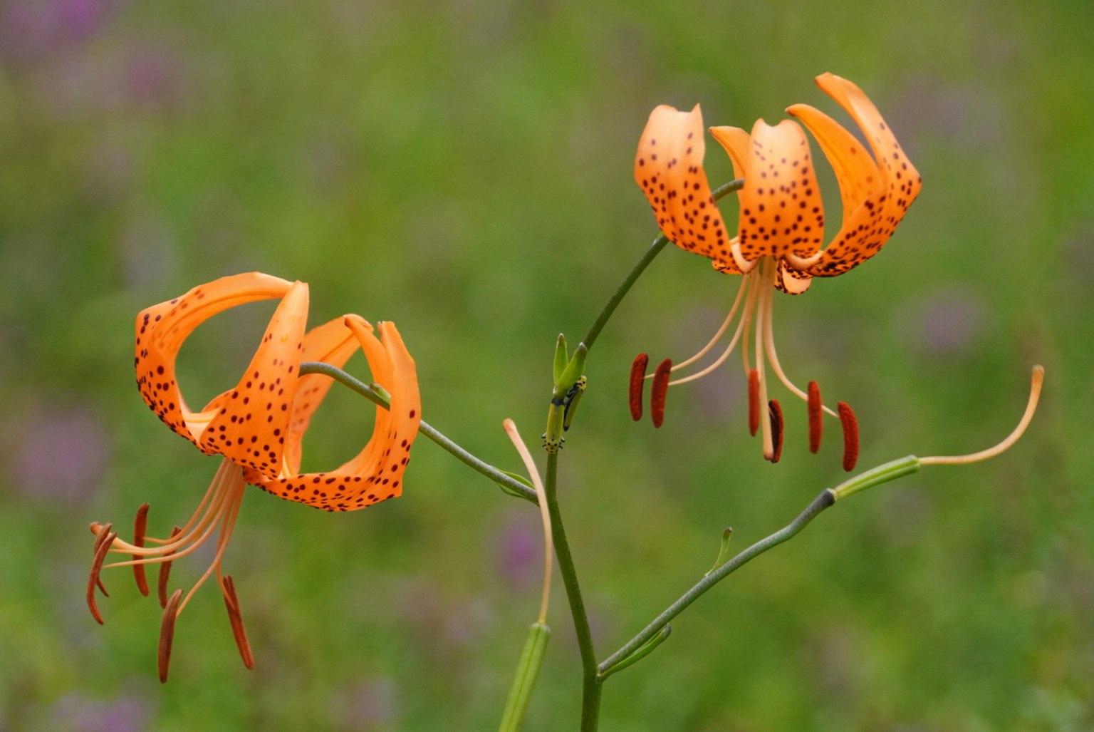Two vibrant orange flowers with spots are blooming