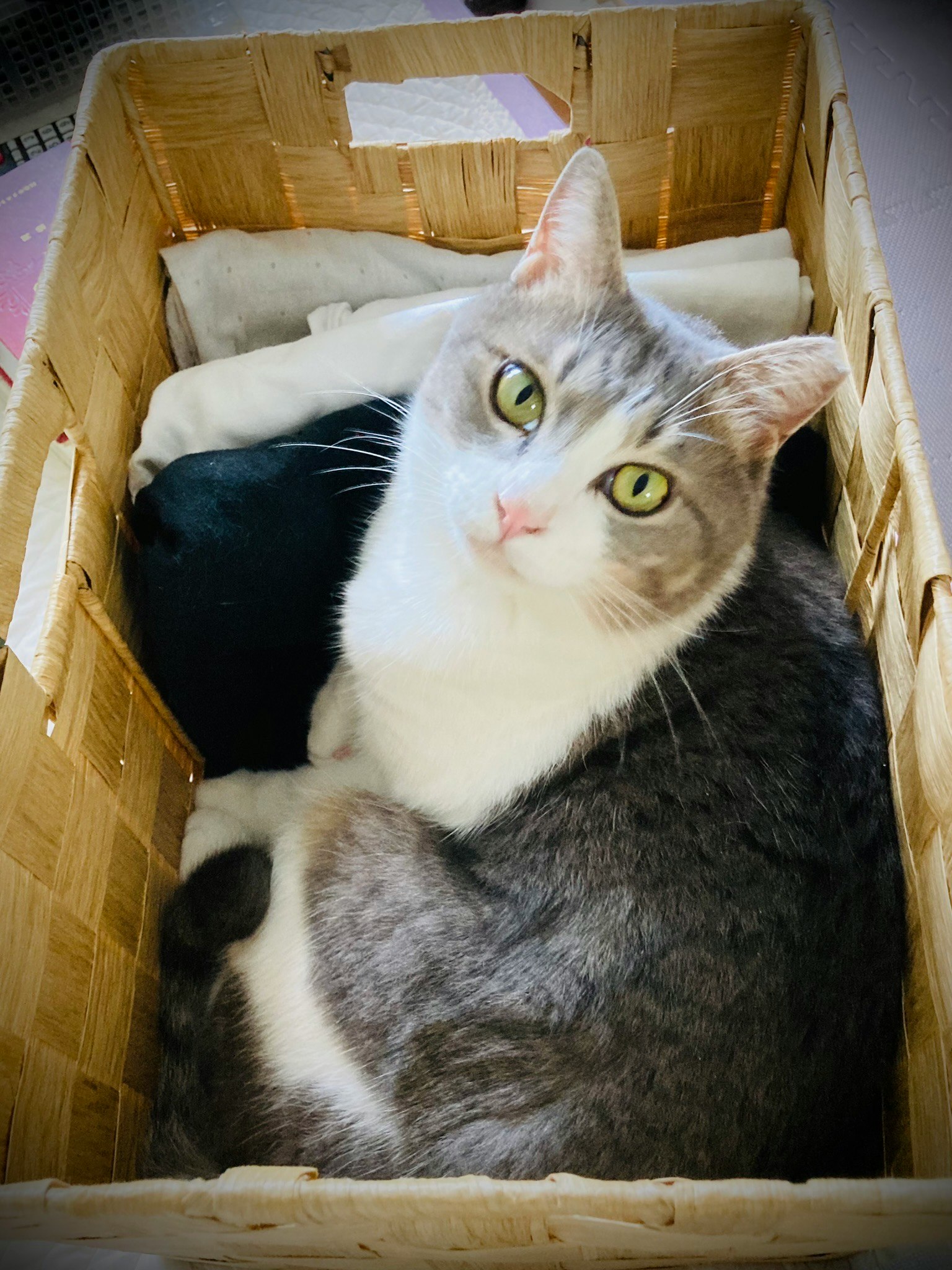 Gato gris y blanco sentado en una cesta tejida mirando a la cámara