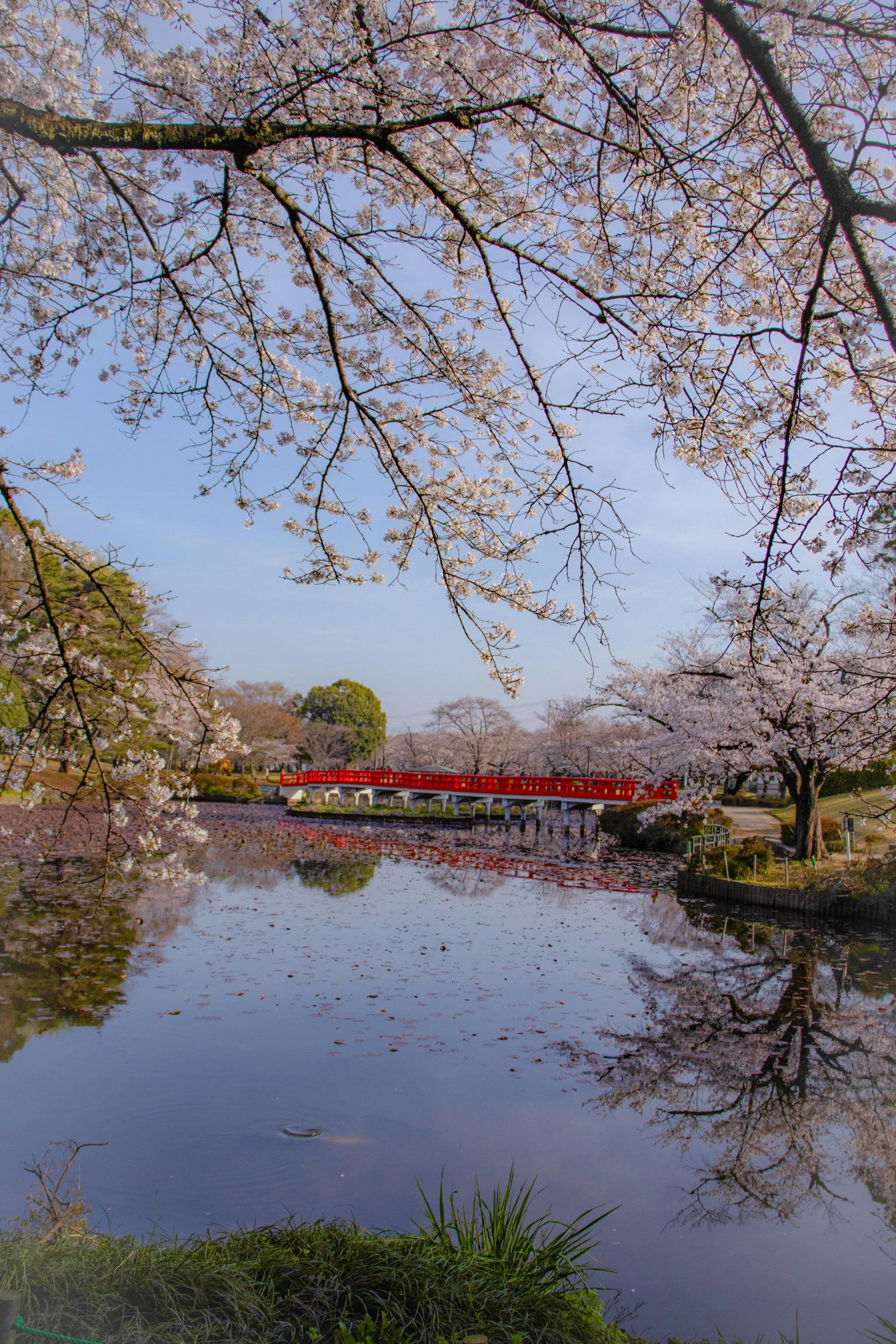寧靜的池塘場景，櫻花樹和紅橋
