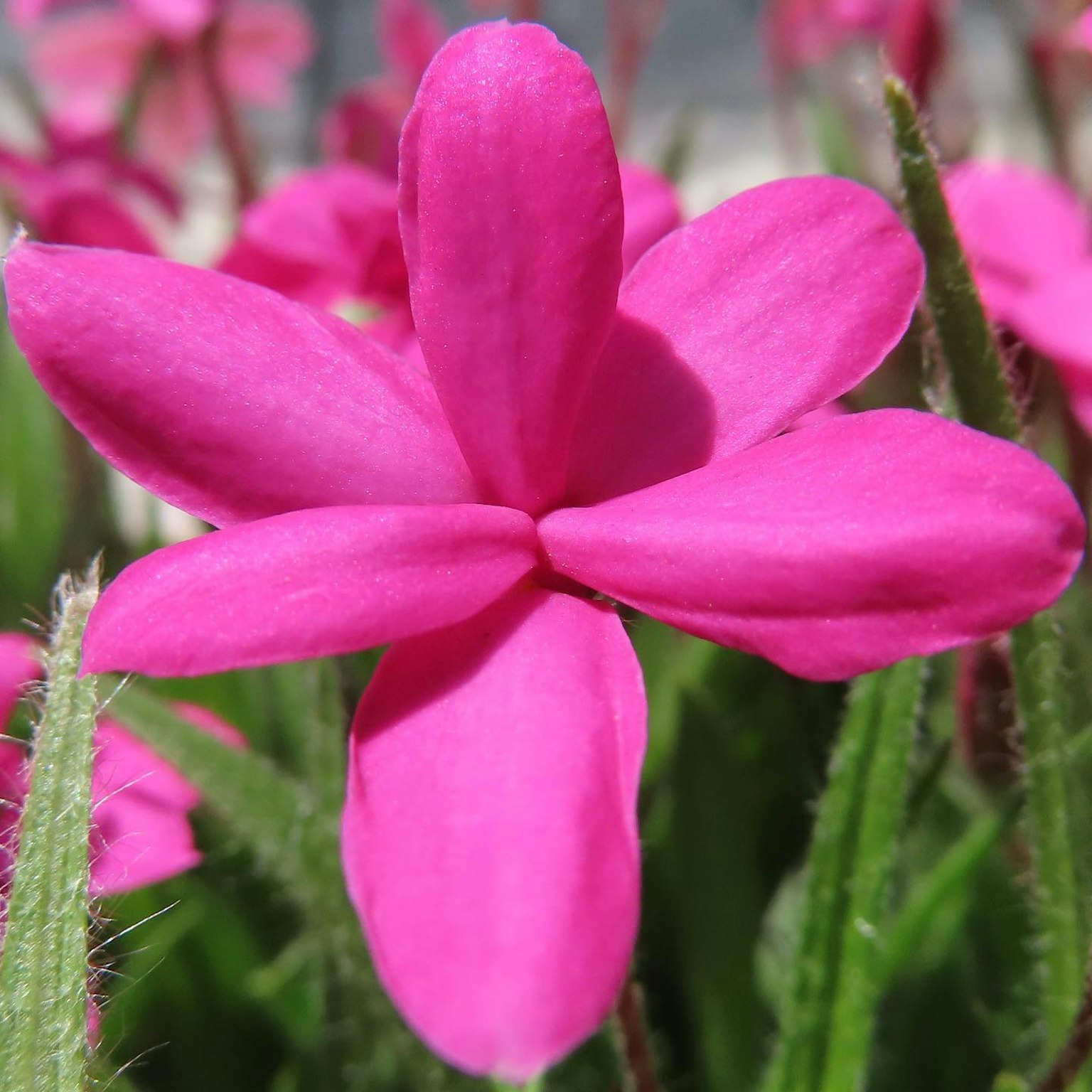 Vibrant pink flower in full bloom