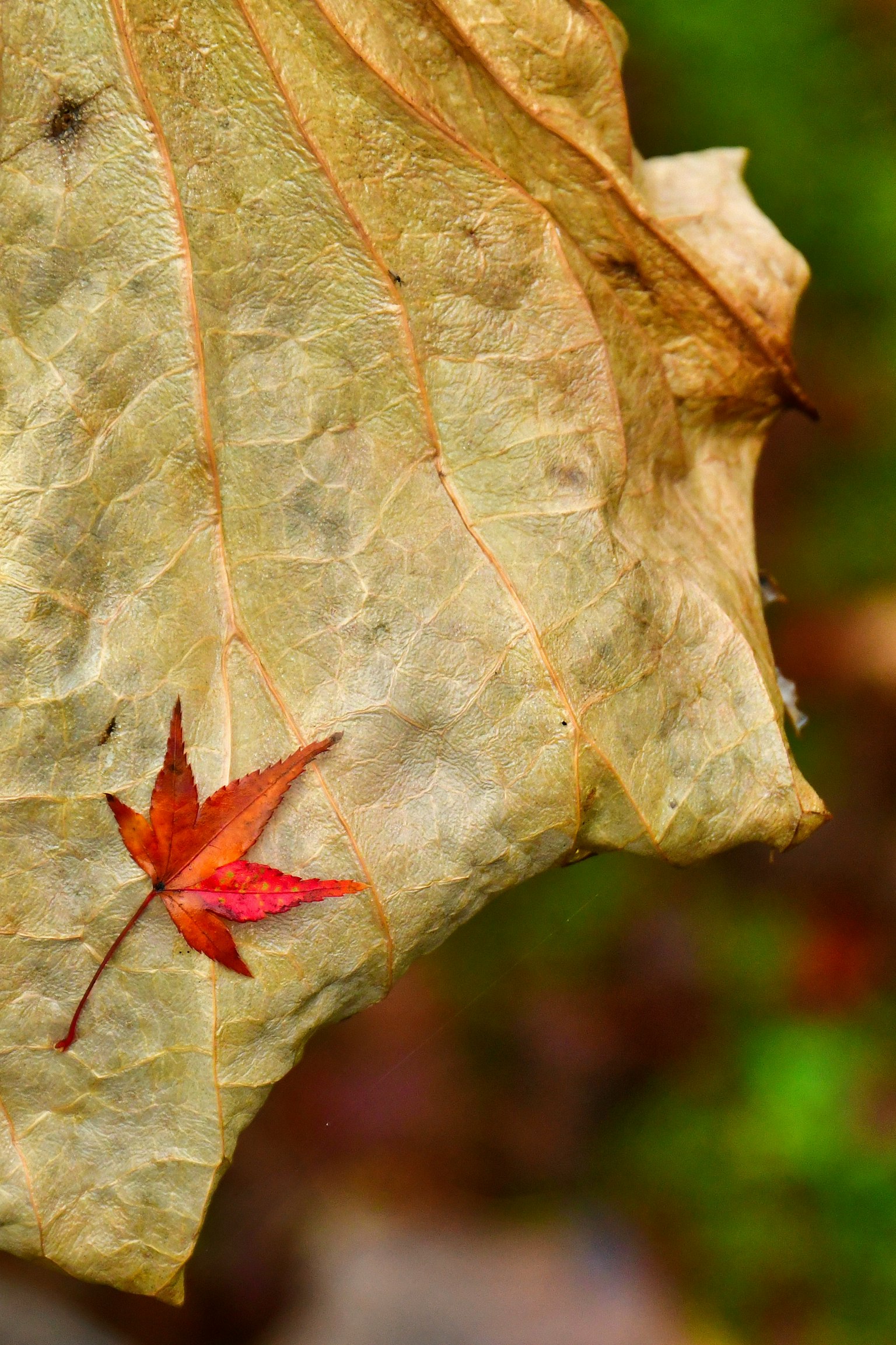 枯れた葉の上に赤い小さな葉が置かれている写真