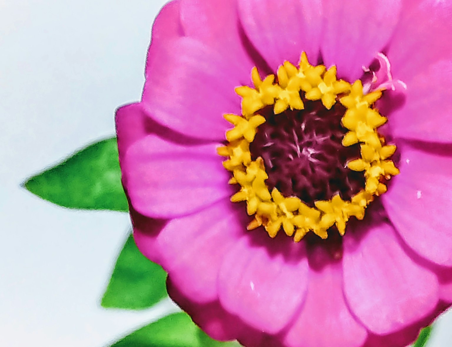 Primo piano di un vibrante fiore di zinnia rosa con un centro giallo distintivo