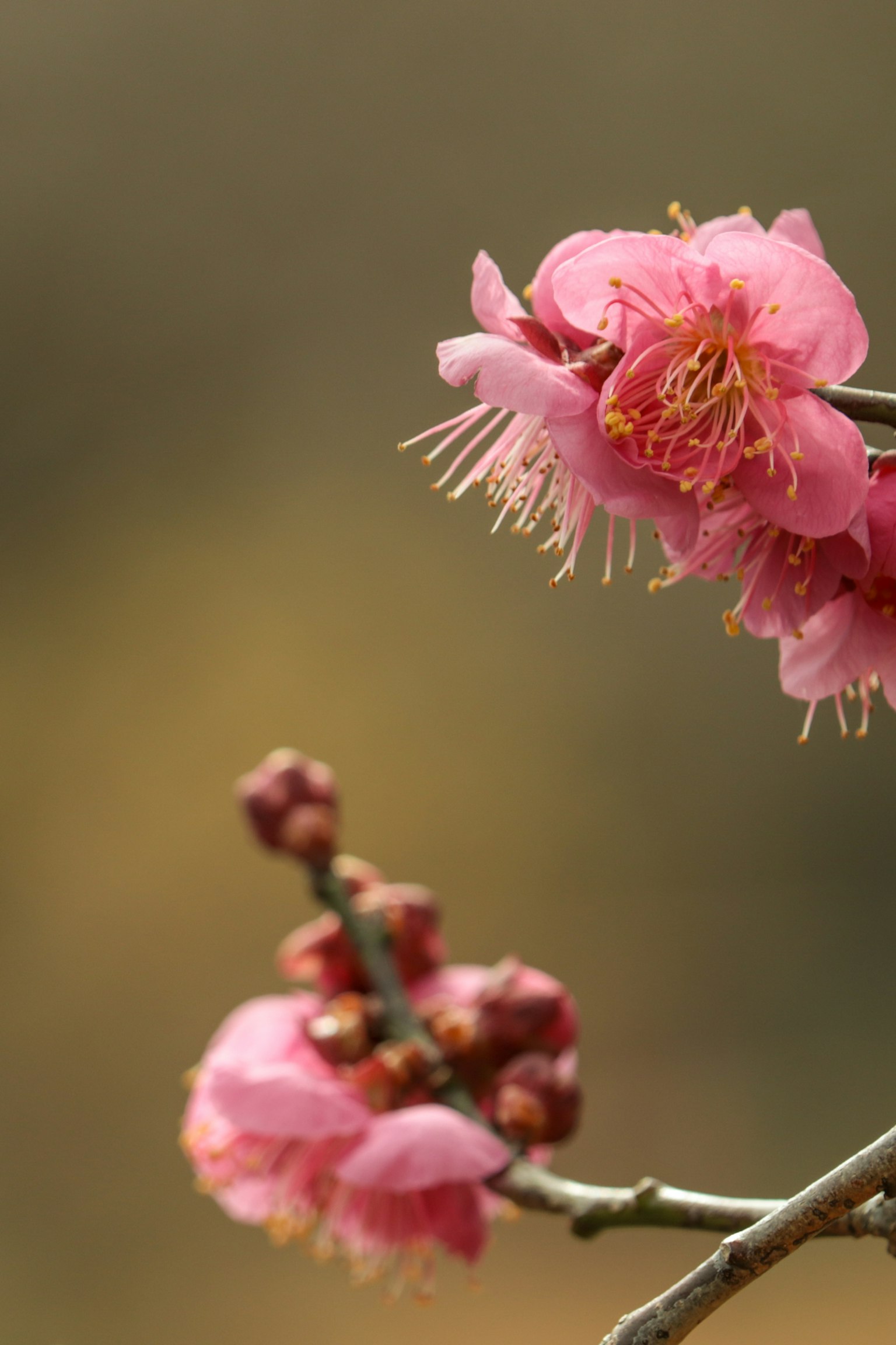 梅花盛开的枝条特写