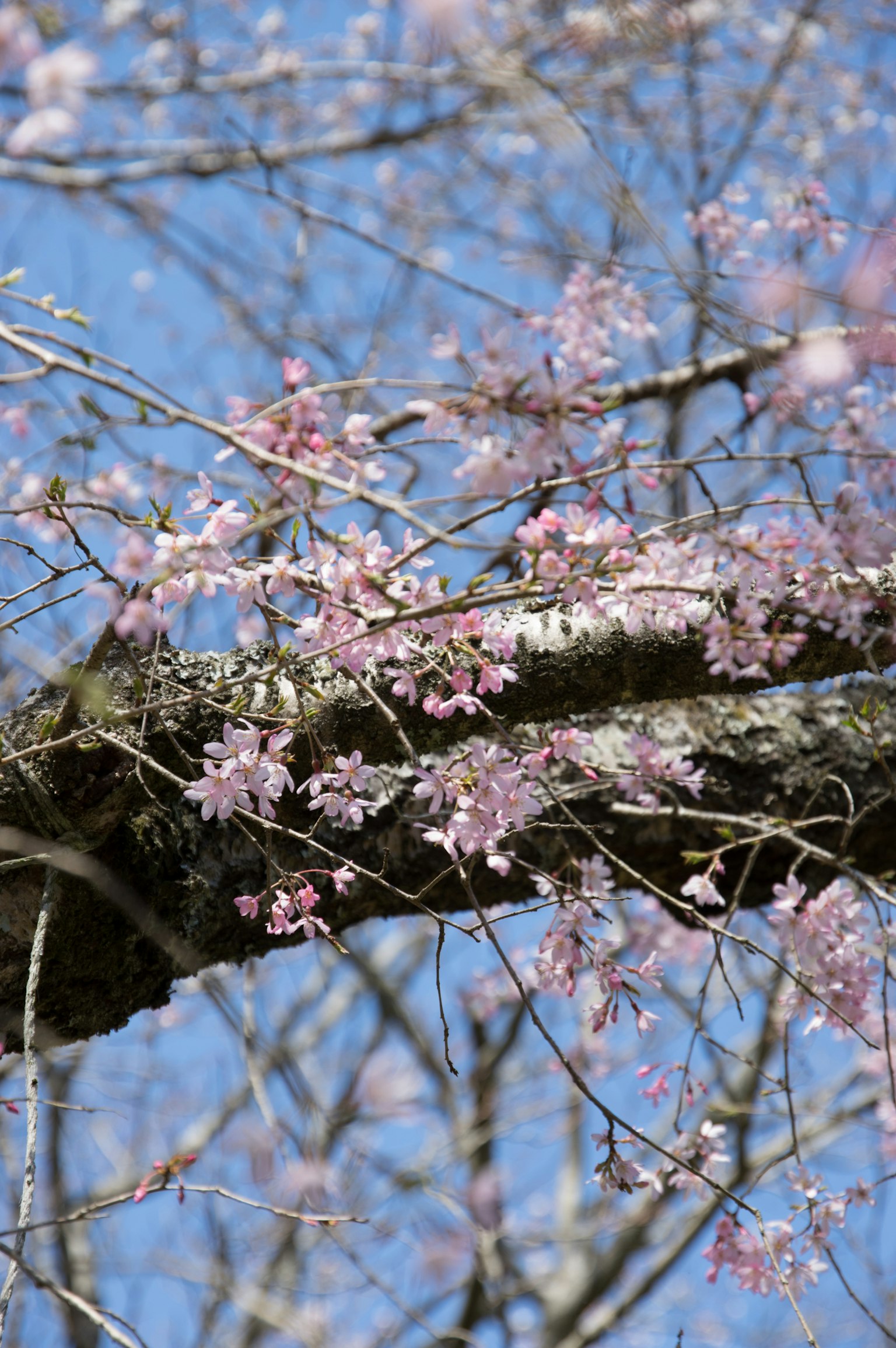 Primo piano di fiori di ciliegio e rami contro un cielo blu