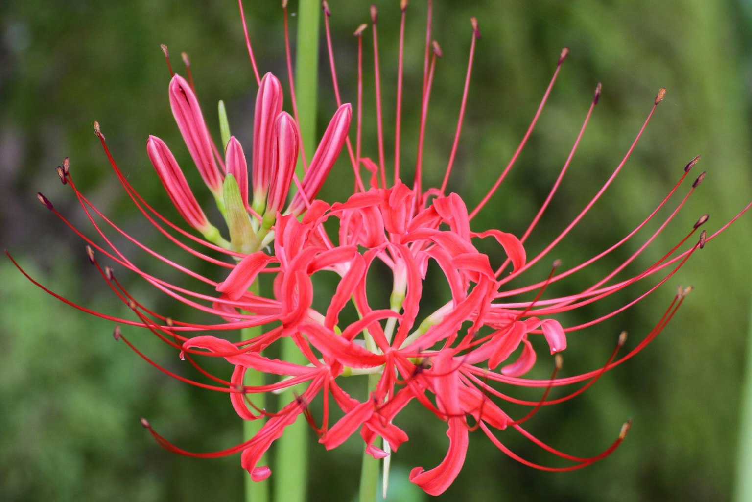 Bella lirio rosso con petali radianti in un ambiente naturale