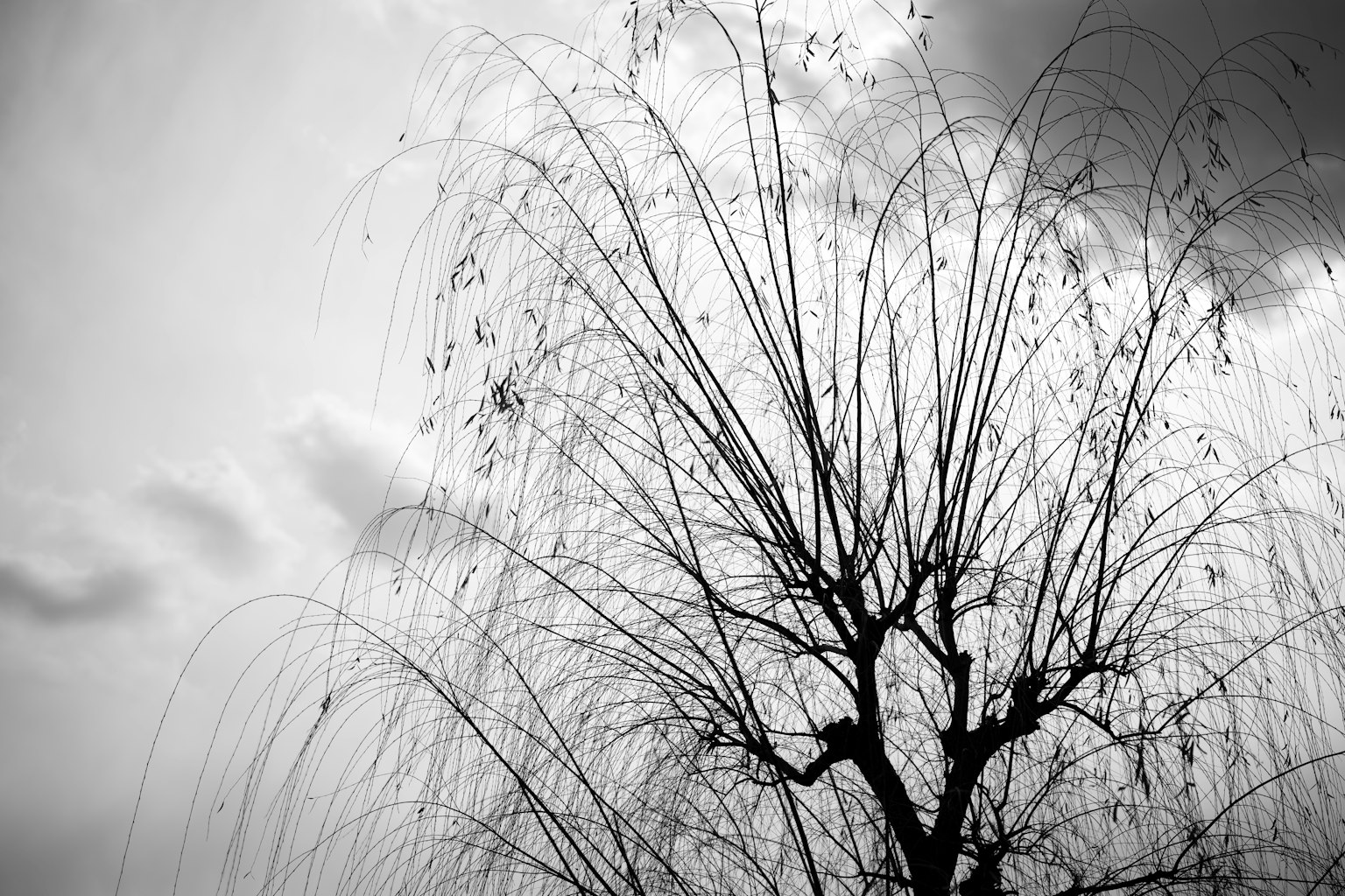 Silhouette di un albero con rami che si estendono contro un cielo in bianco e nero