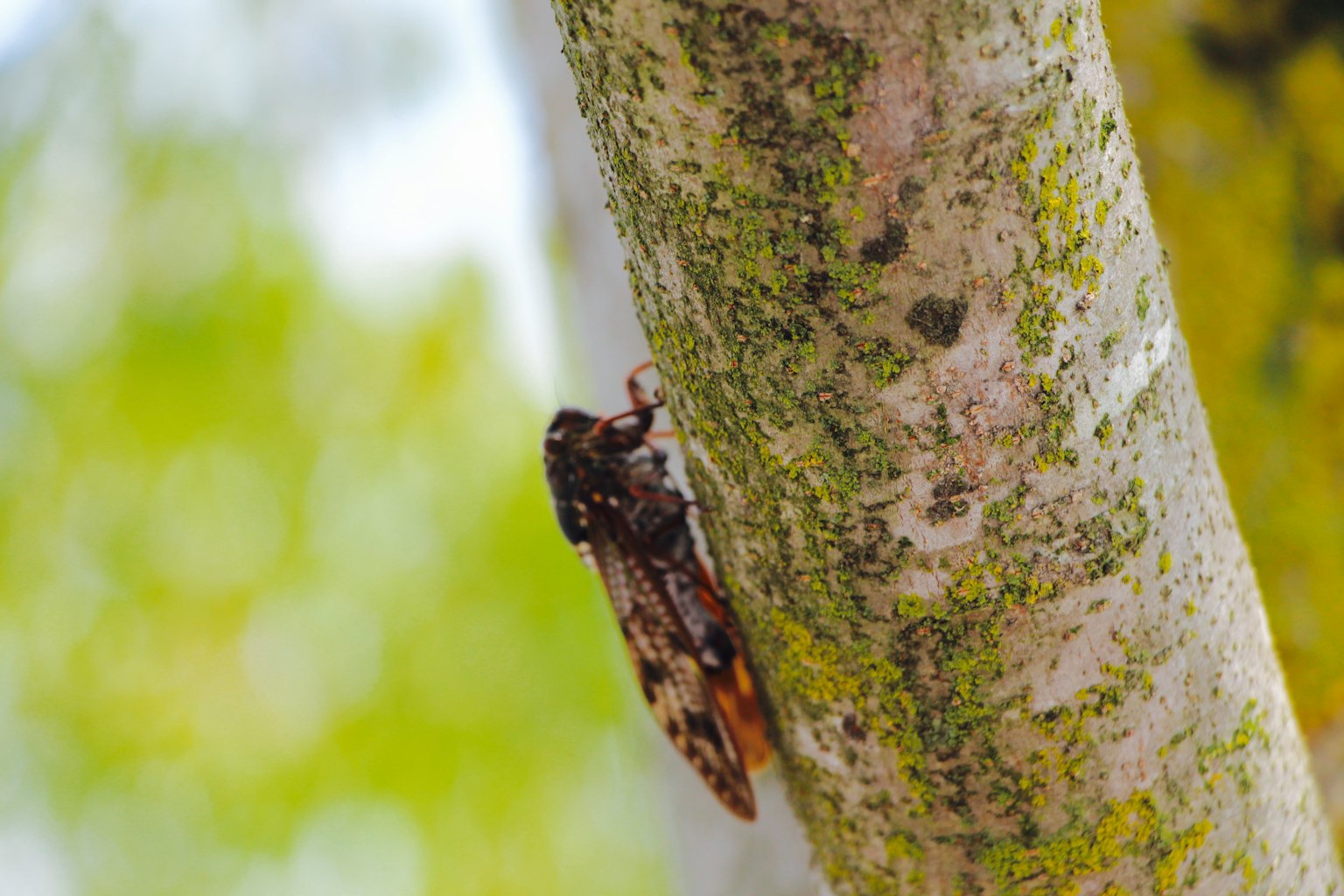 Close-up serangga jangkrik yang bertengger di batang pohon