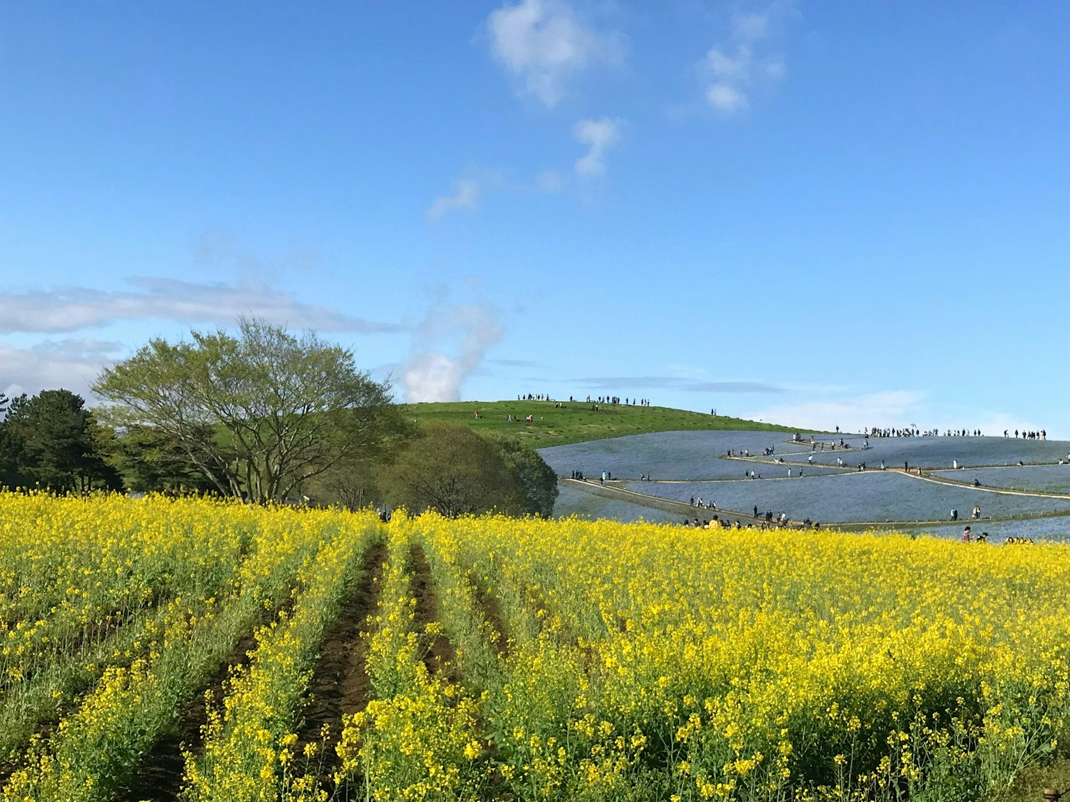 Weites Feld mit gelben Rapsblumen unter einem blauen Himmel