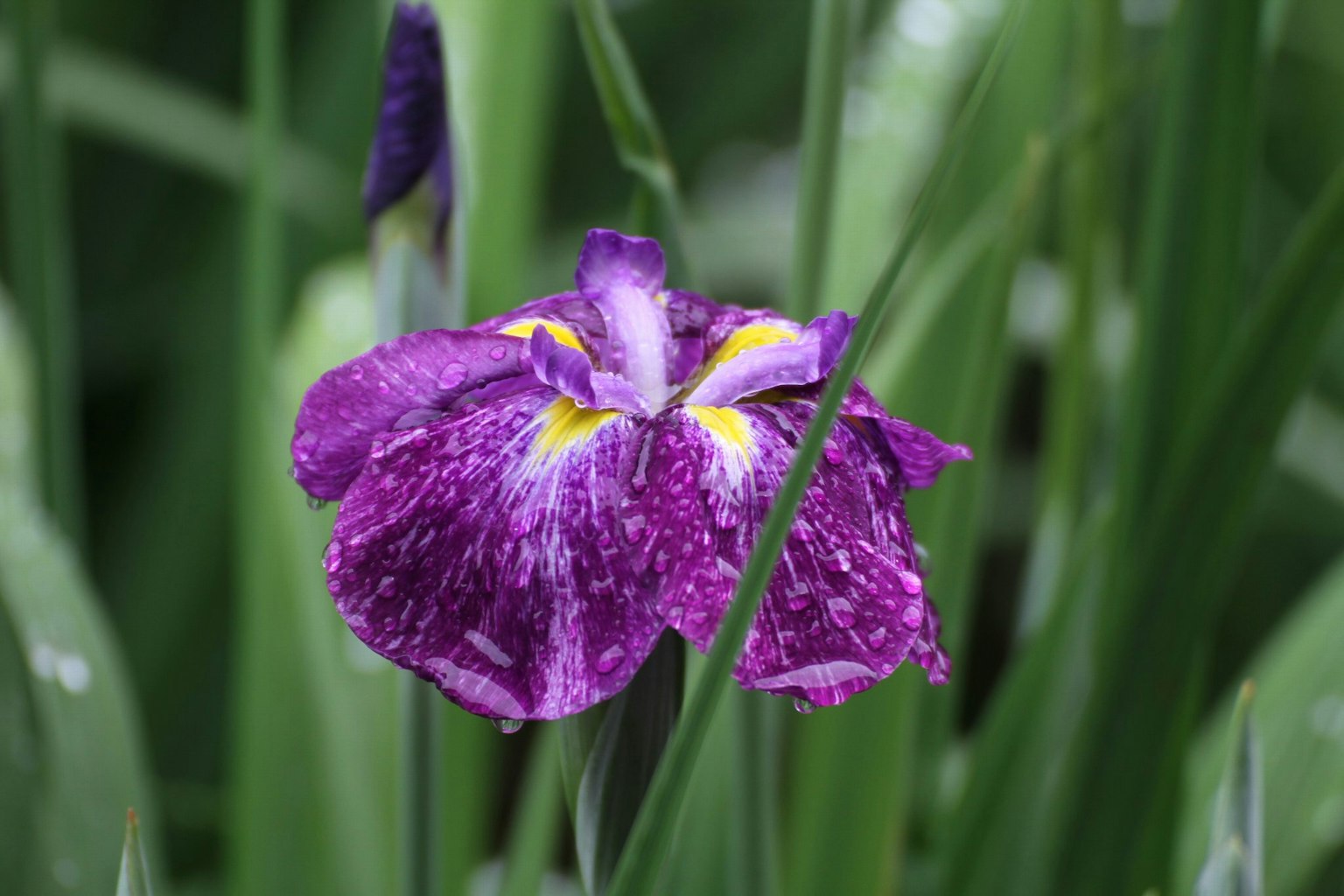 Lila Irisblüte, die zwischen grünen Blättern blüht
