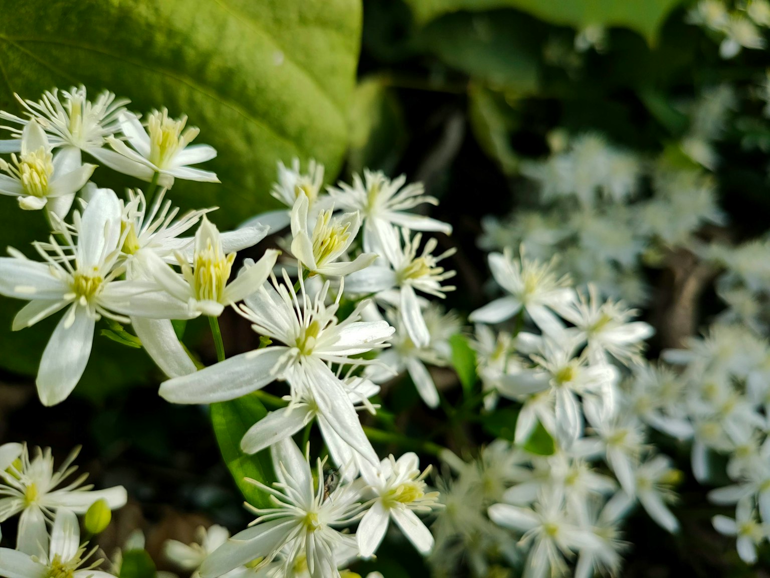 Nahaufnahme von weißen Blumen, die vor grünem Hintergrund blühen