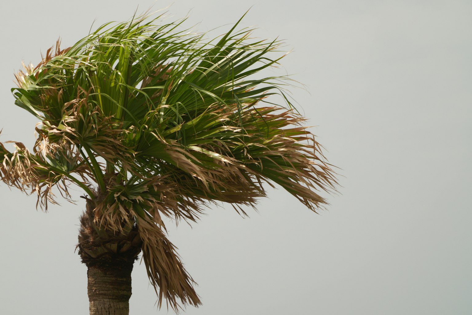 強風中搖曳的棕櫚樹特寫