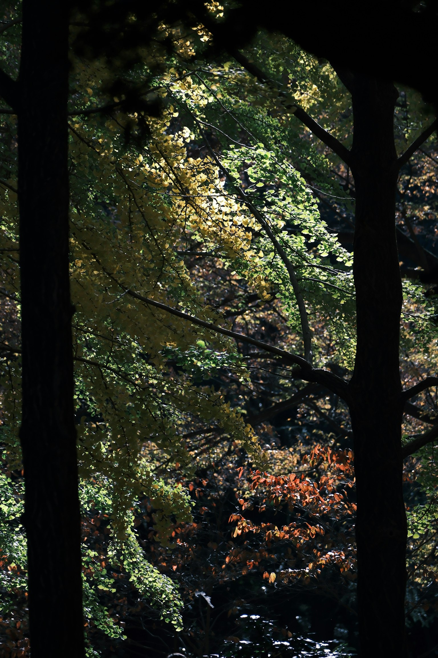 Scène naturelle avec des feuilles vertes et orange visibles à travers les arbres