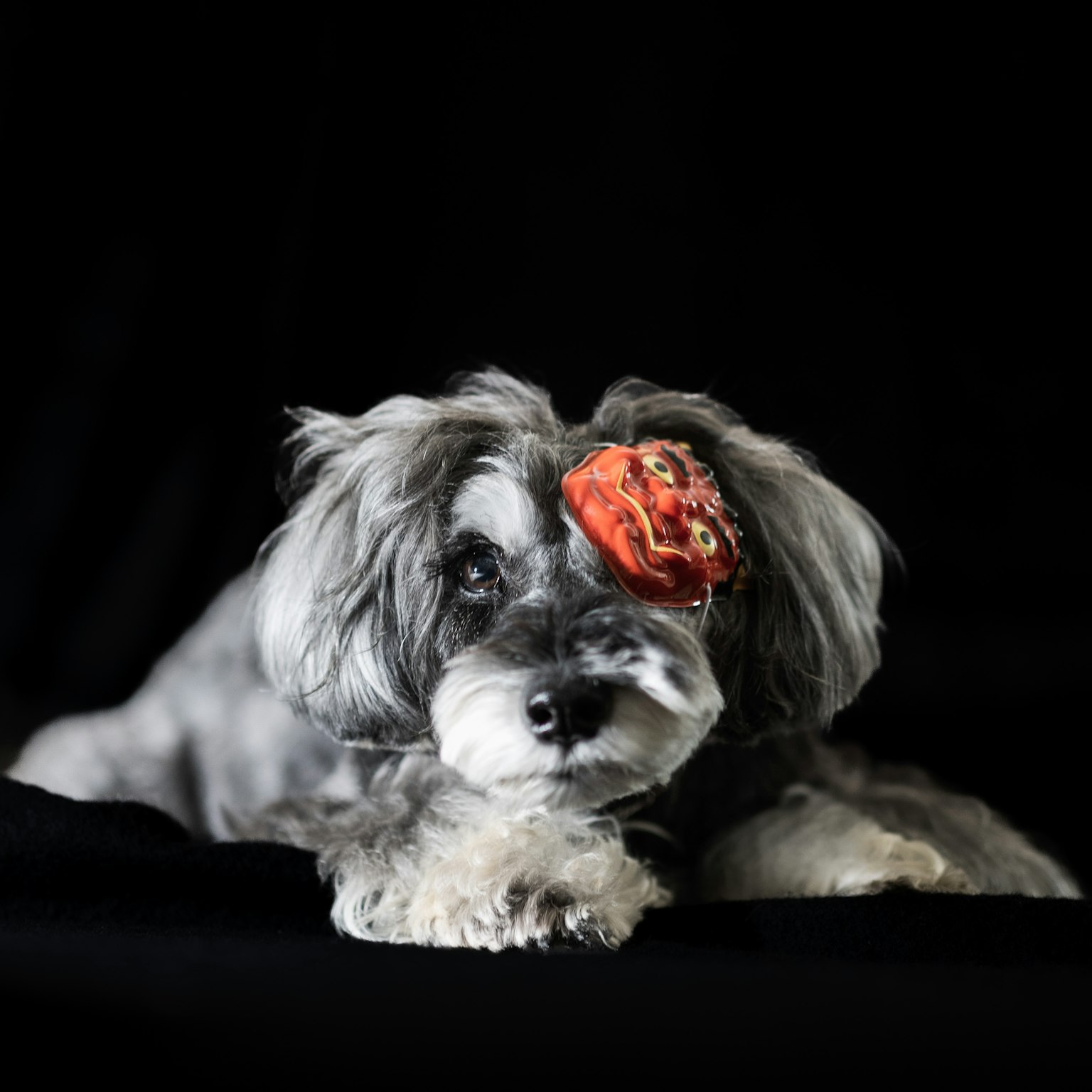 Cane con un accessorio floreale rosso su sfondo nero