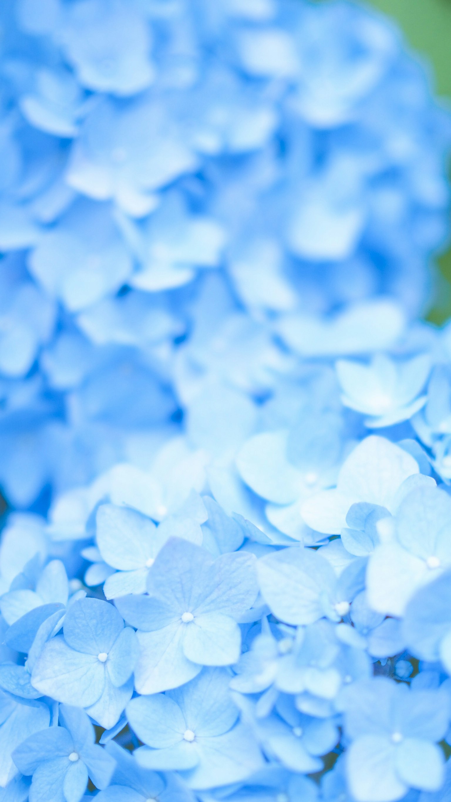 Nahaufnahme von blauen Hortensienblüten