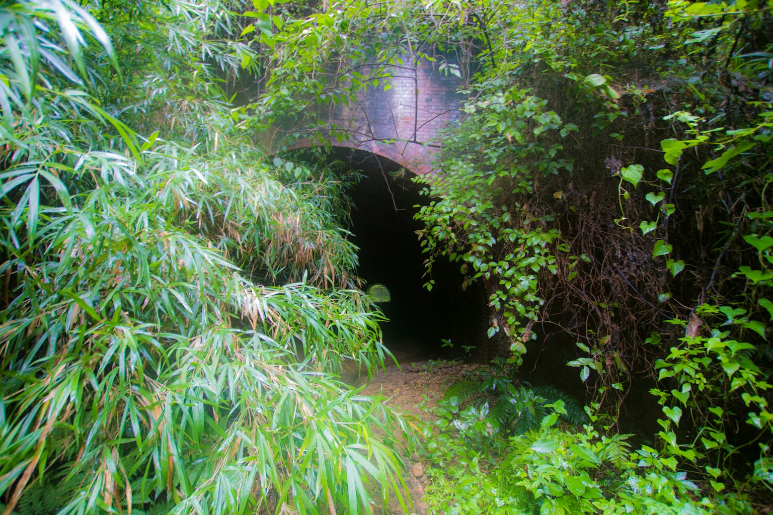 Entrata di un tunnel circondata da vegetazione lussureggiante e piante