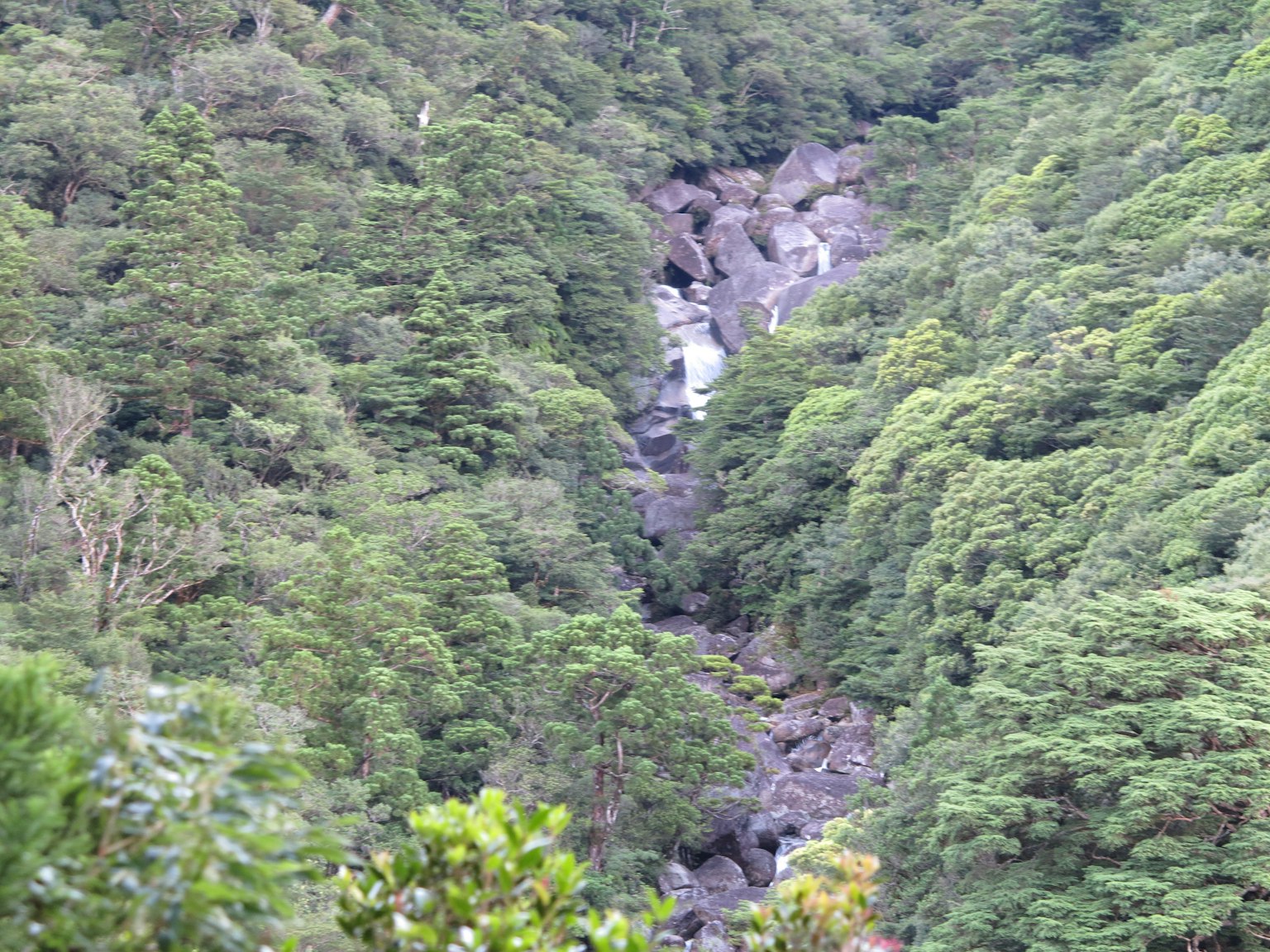 Pemandangan indah dari air terjun kecil yang dikelilingi hutan hijau lebat