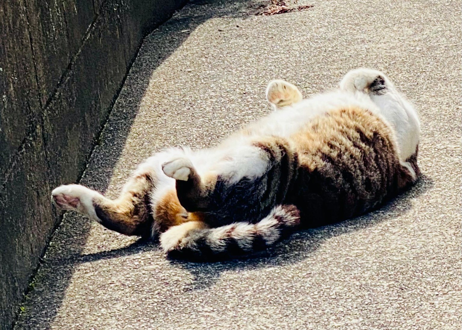 Un gatto sdraiato sulla schiena al sole