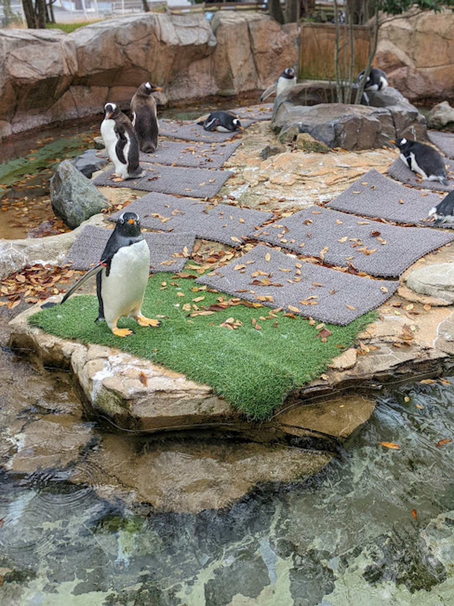 Un grupo de pingüinos en un terreno rocoso con un pequeño parche de hierba y agua