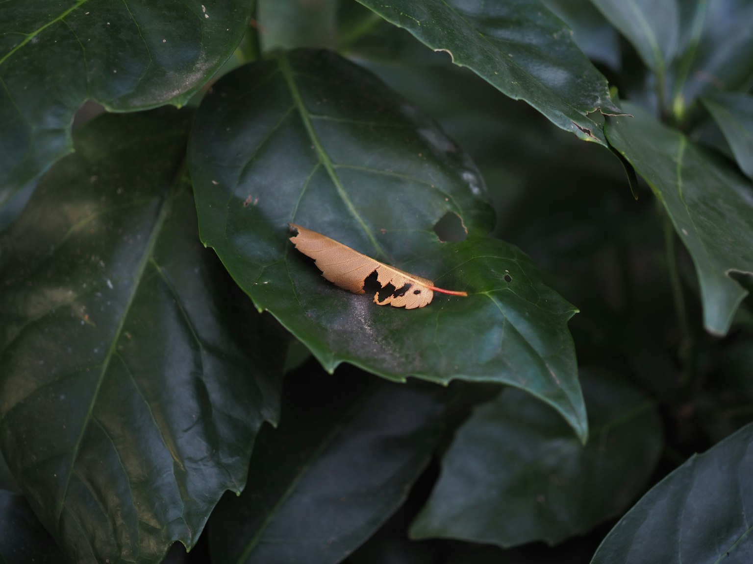 Orange caterpillar on green leaves