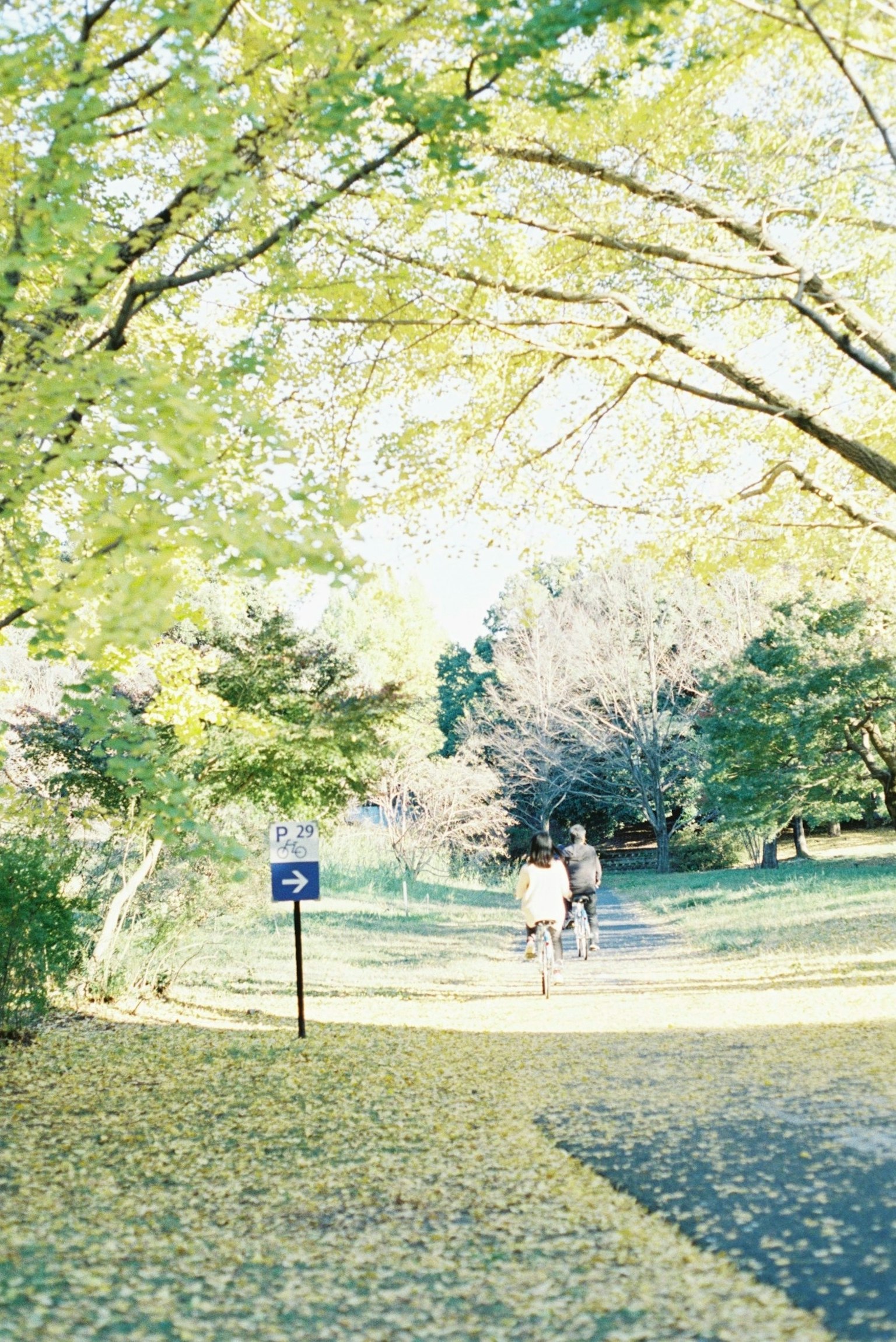 Scene of people walking on a path surrounded by green trees
