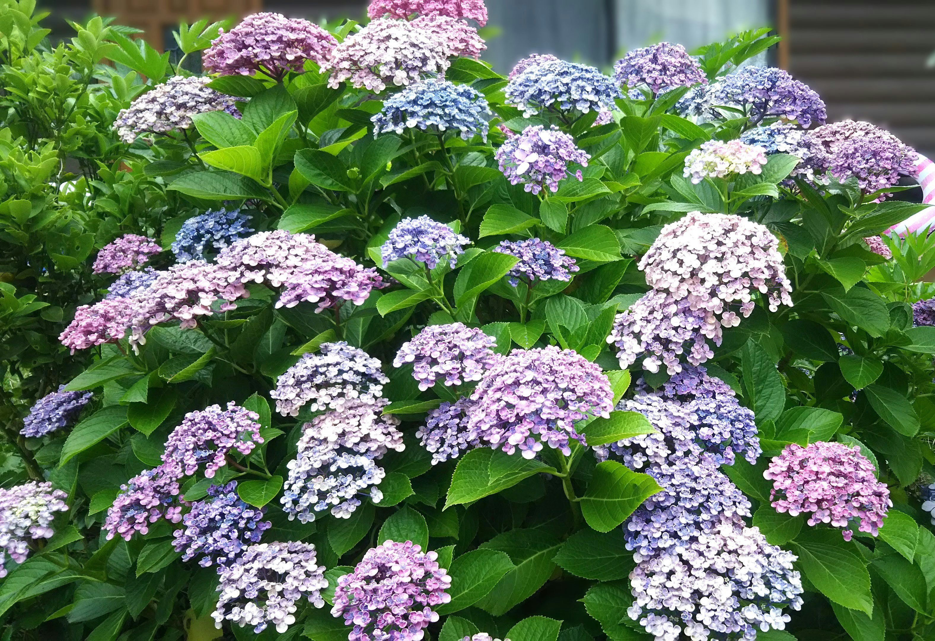 紫のアジサイの花が咲く緑の葉の群生