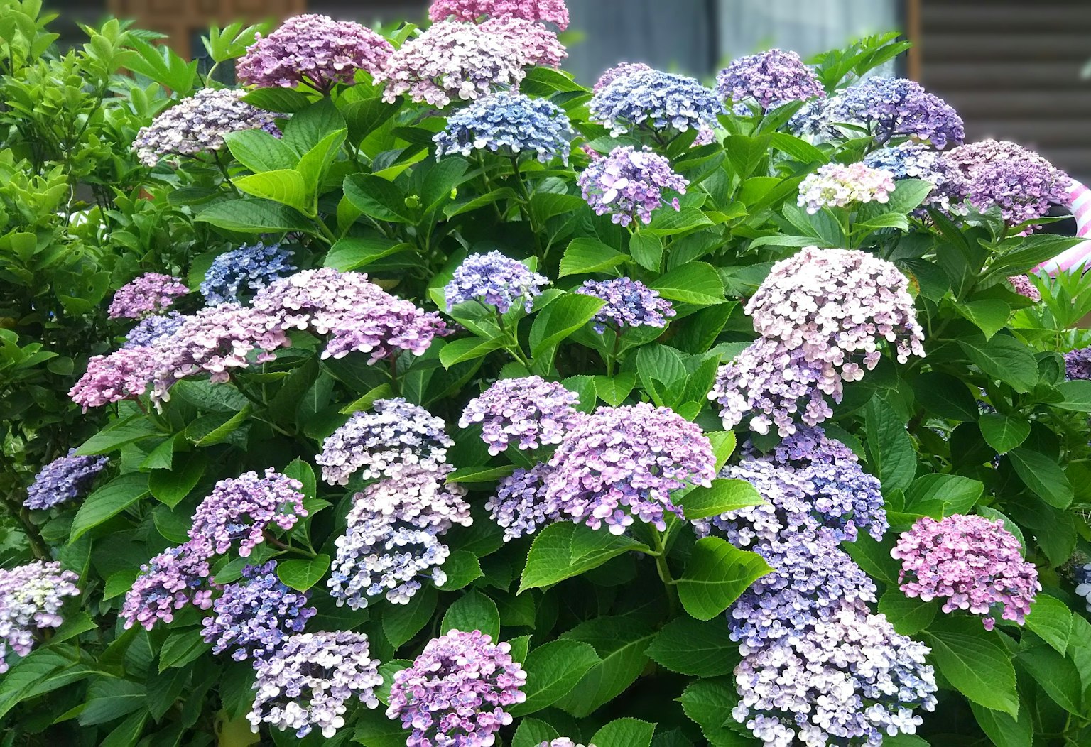 Colorful hydrangea flowers blooming in a garden setting