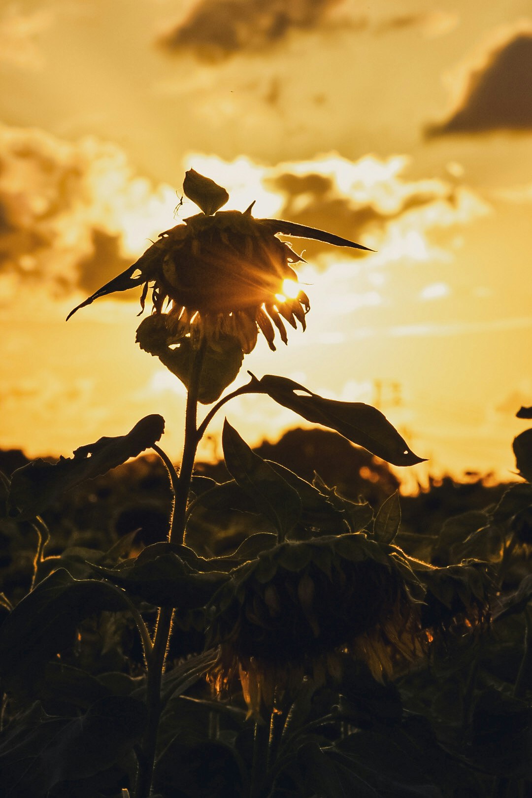 残夏の夕日に照らされたひまわりの花