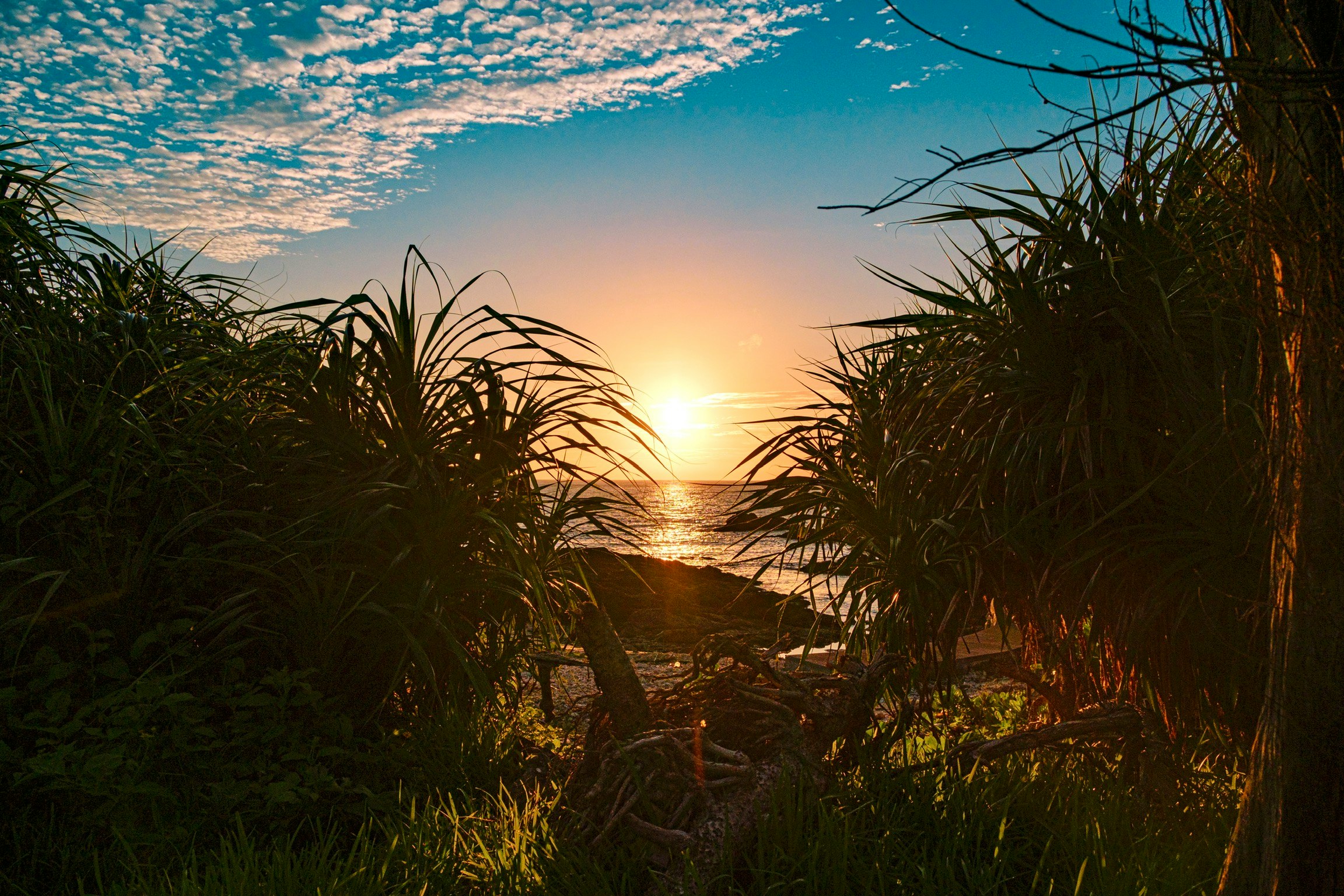 Sunset over a seaside landscape with tall grasses