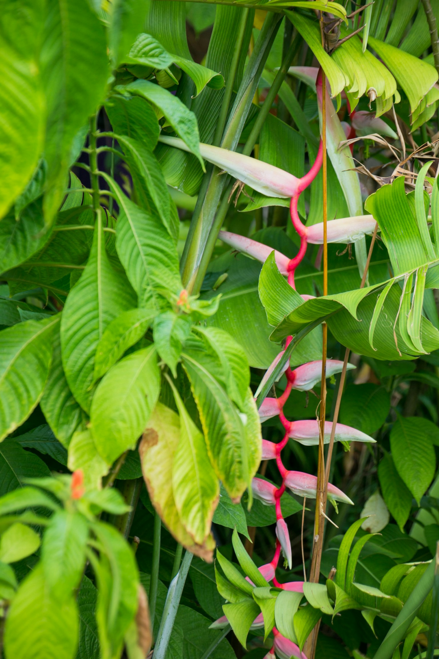 Close-up tanaman dengan bunga merah muda dikelilingi daun hijau