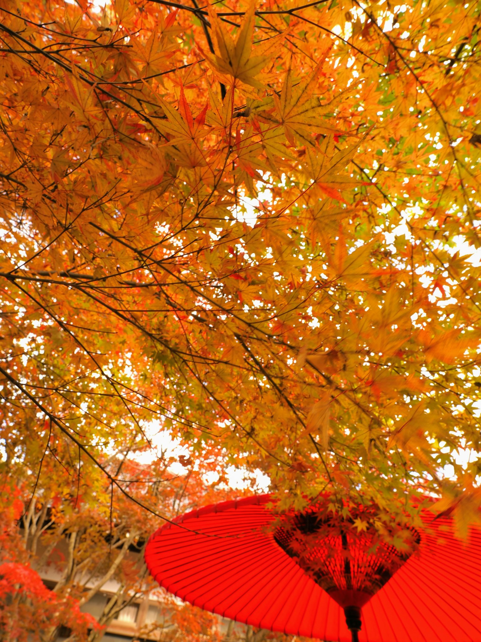 Vue sous un parapluie rouge avec des feuilles d'automne orange
