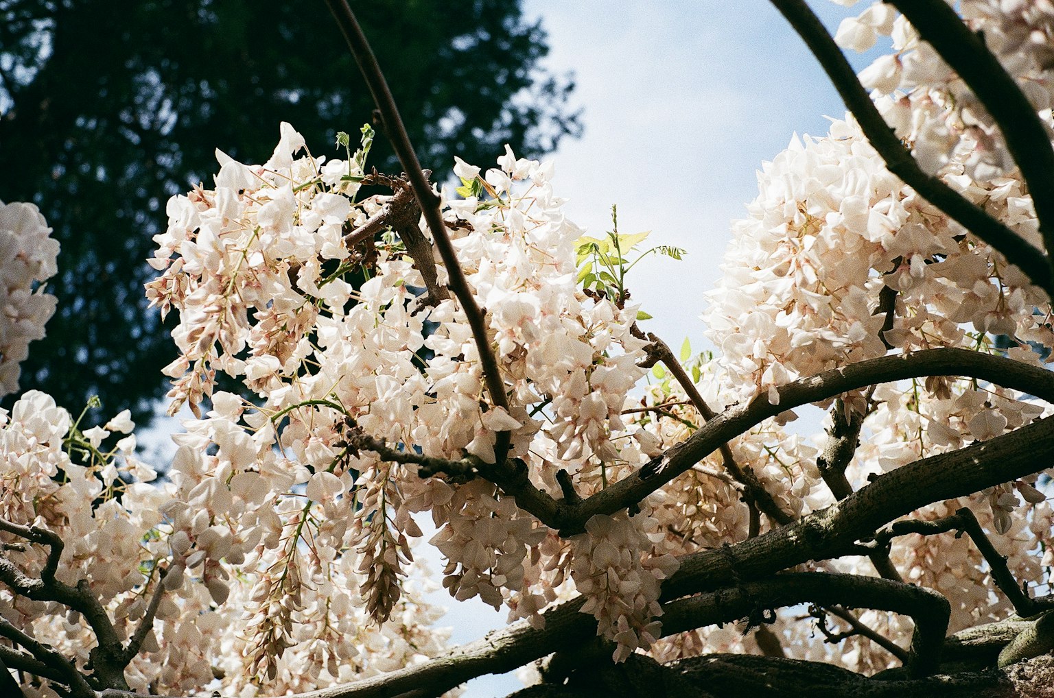 特寫的樹枝裝飾著白色花朵