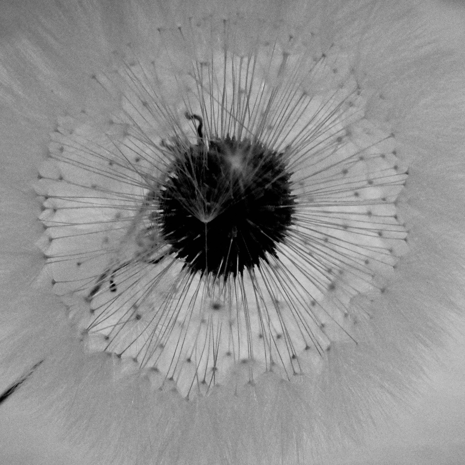 白黒の花の中心部の詳細なクローズアップ　放射状の花弁と黒い中心